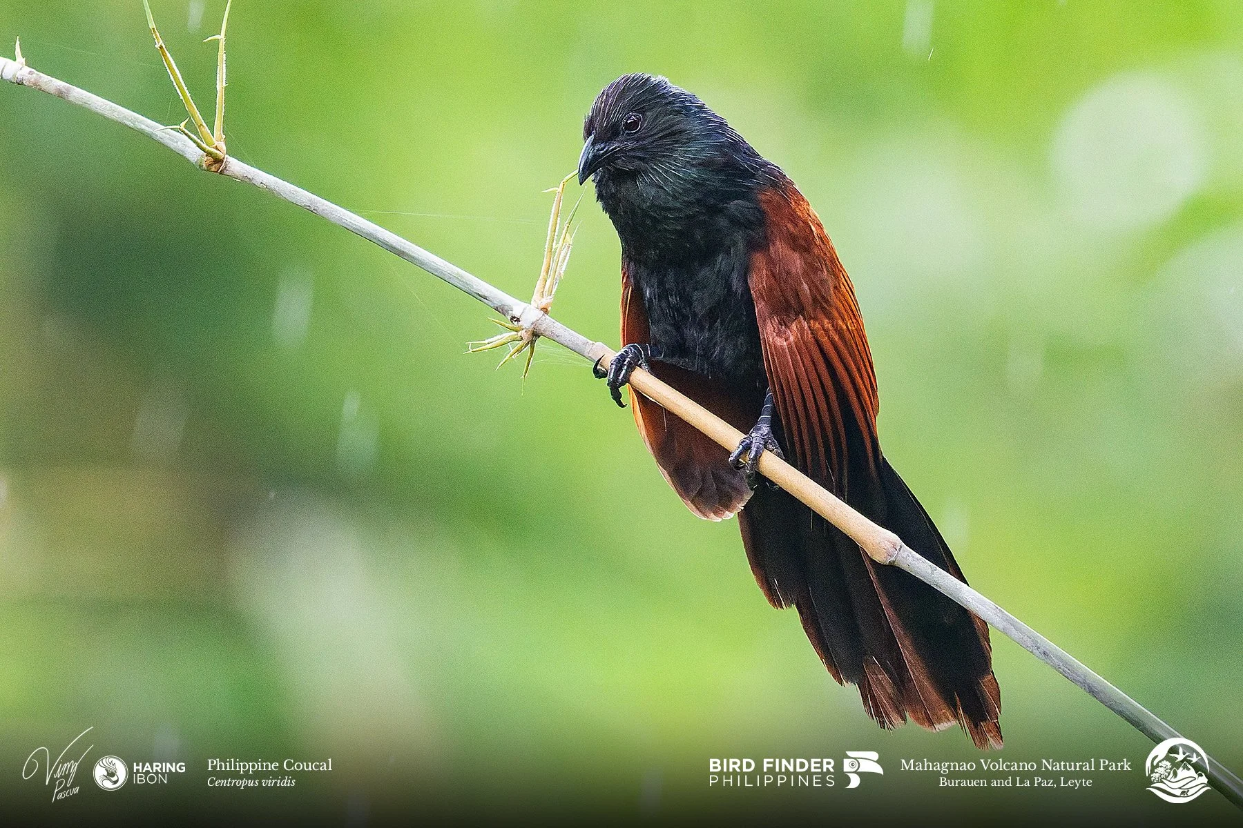 Philippine Coucal 260203 3x2 1800px.jpg