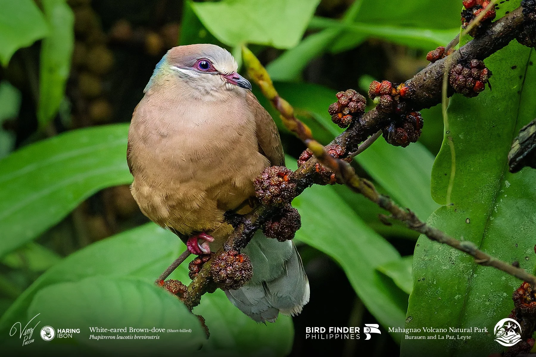 Short-billed Brown-dove (LEYTE) 260203 v2 3x2 1800px.jpg