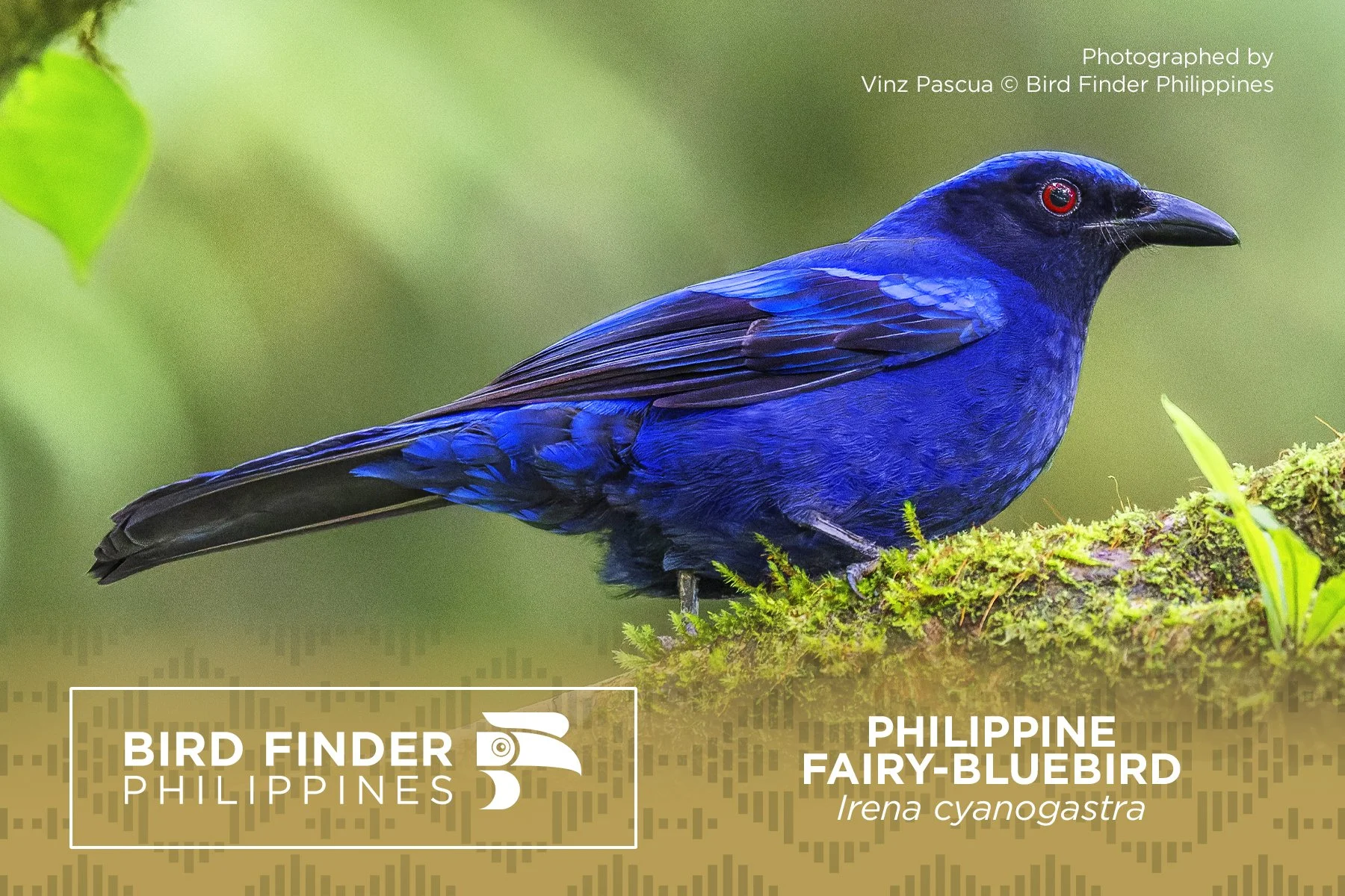 Philippine Fairy Bluebird.jpg