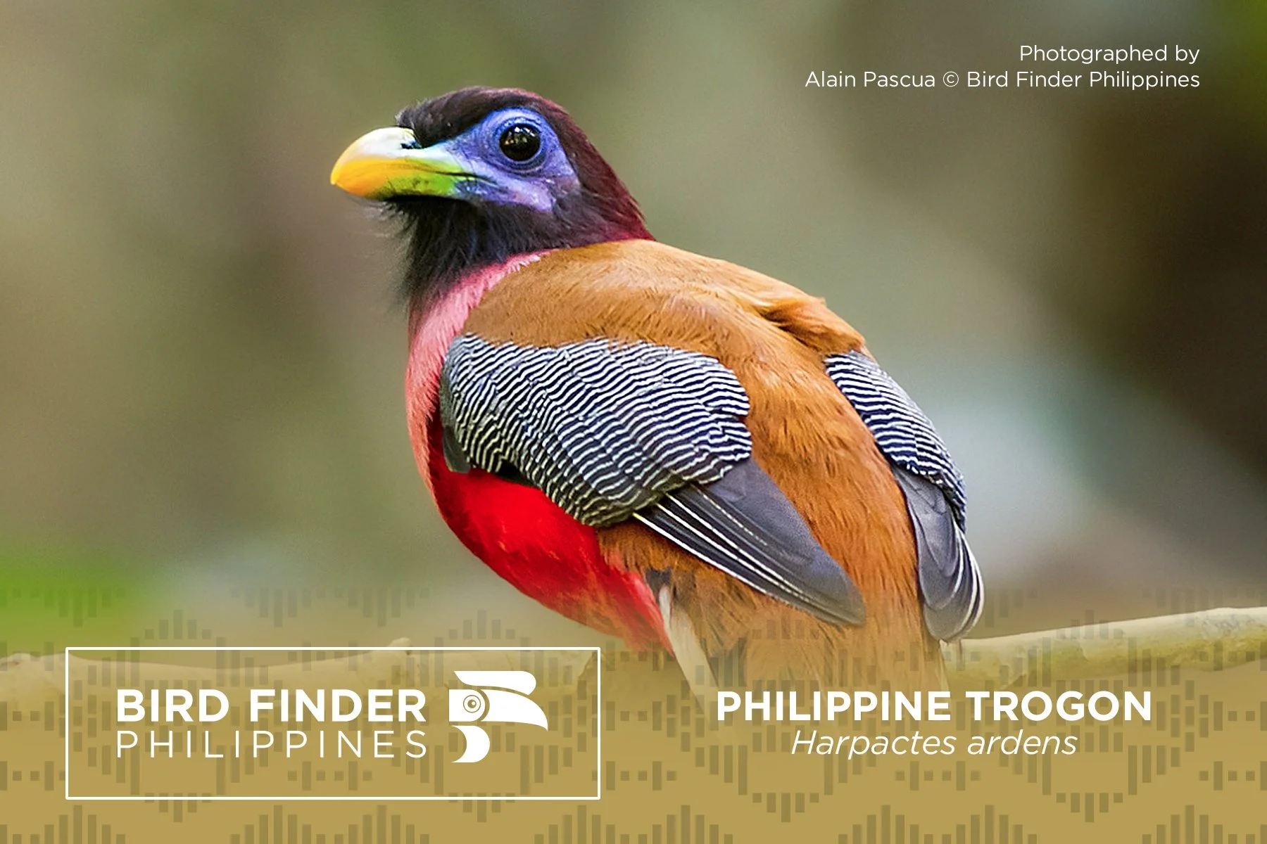 Philippine Trogon.jpg