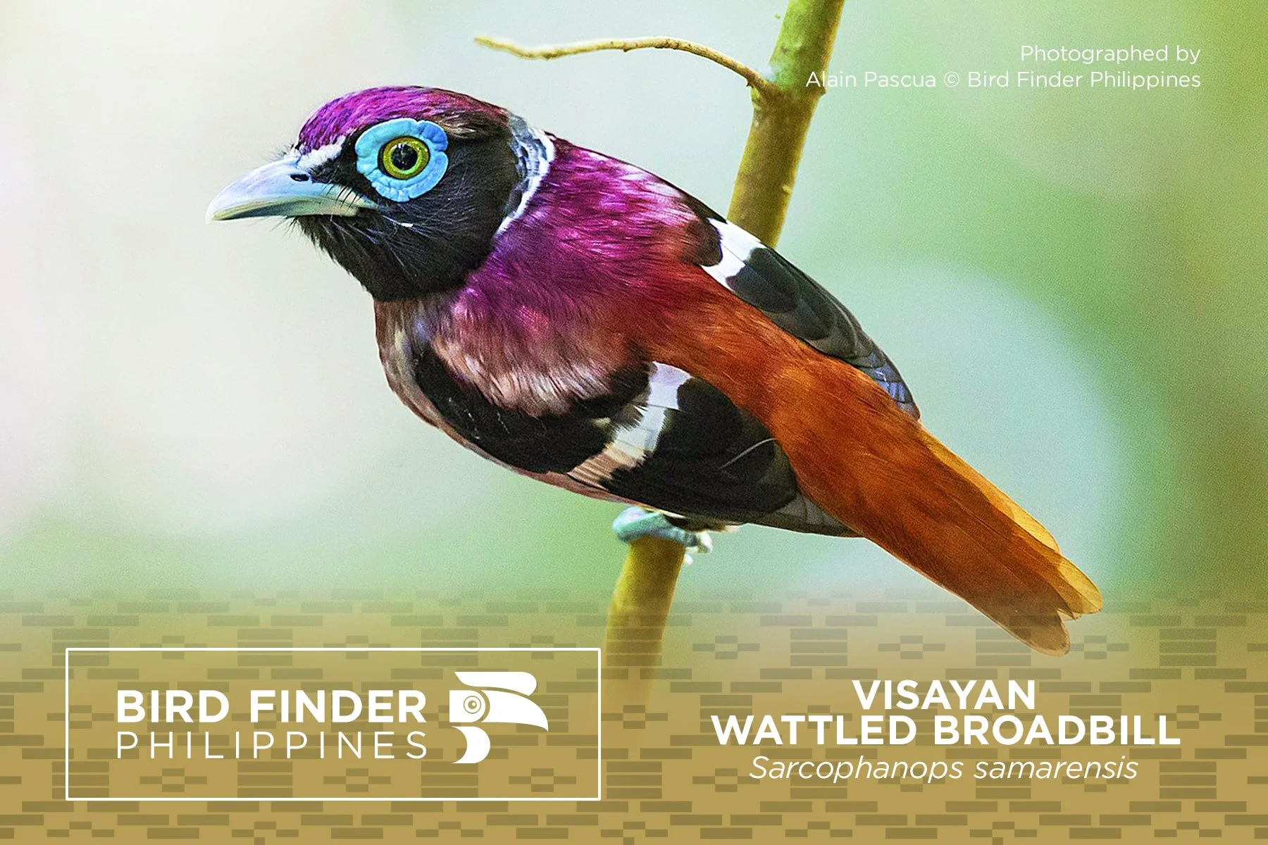 Visayan Wattled Broadbill.jpg