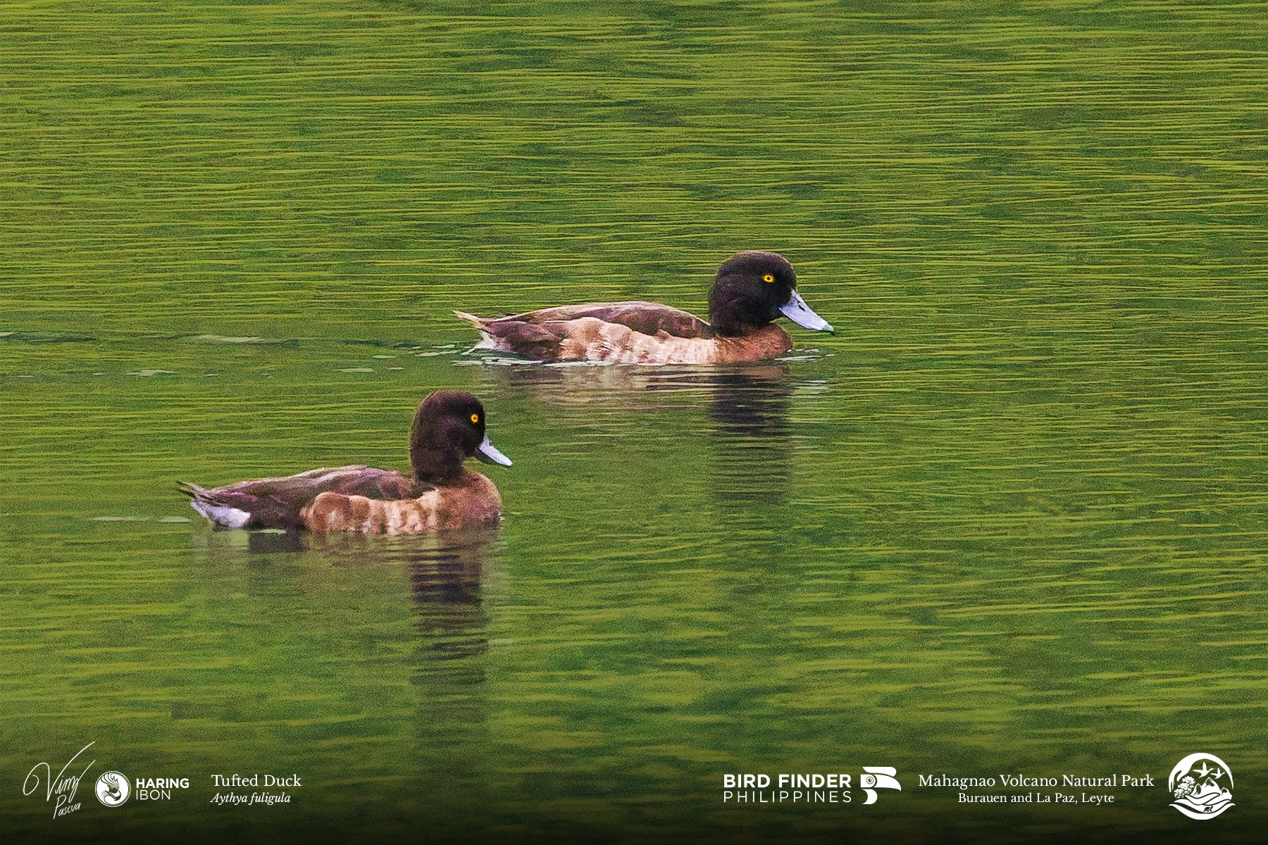 Tufted Duck 260202 3x2 1800px.jpg