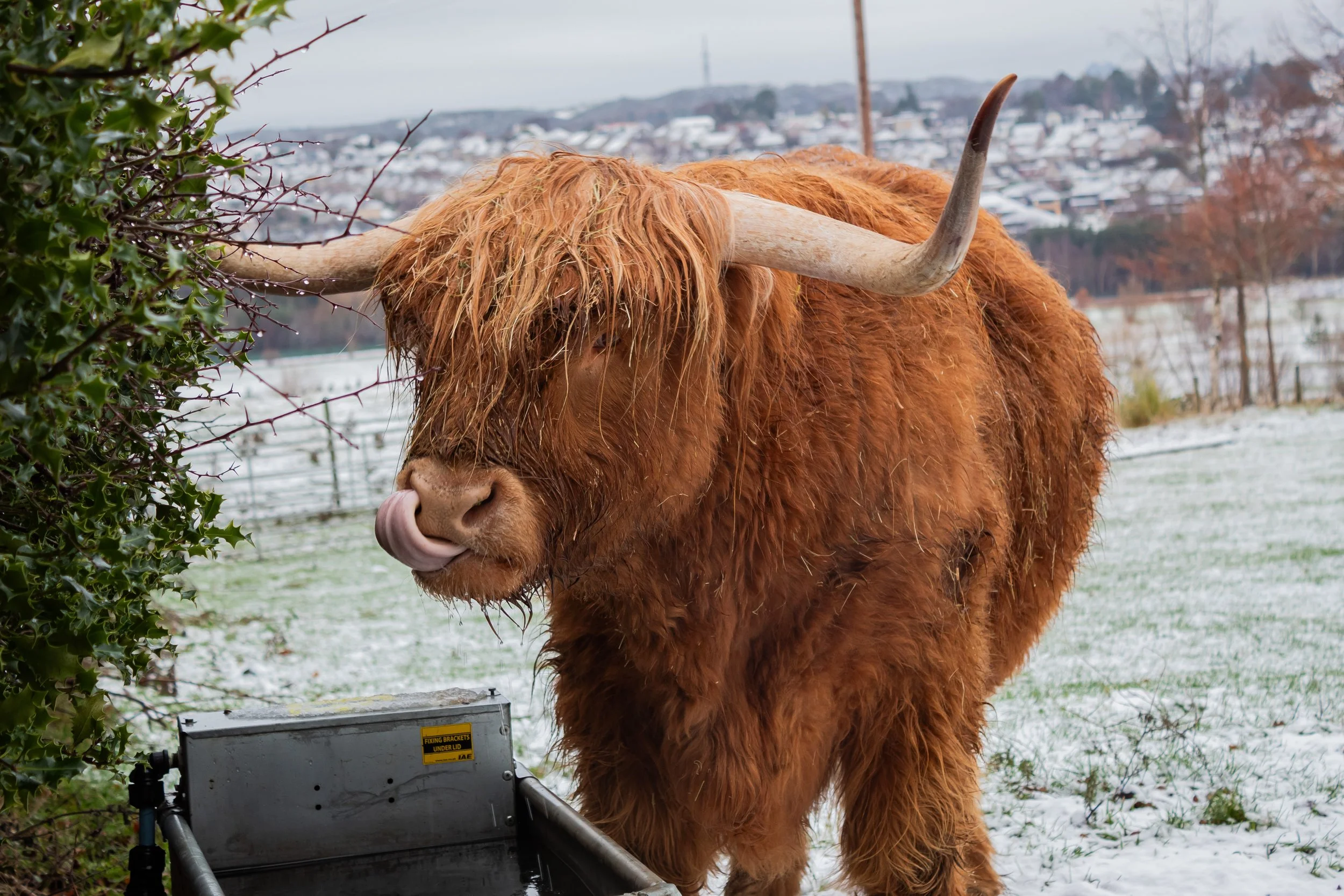 Scotland