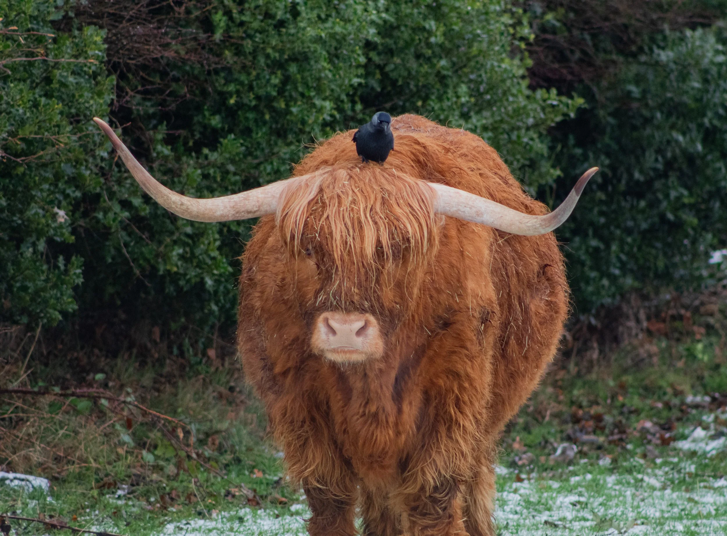 Cow2.jpg