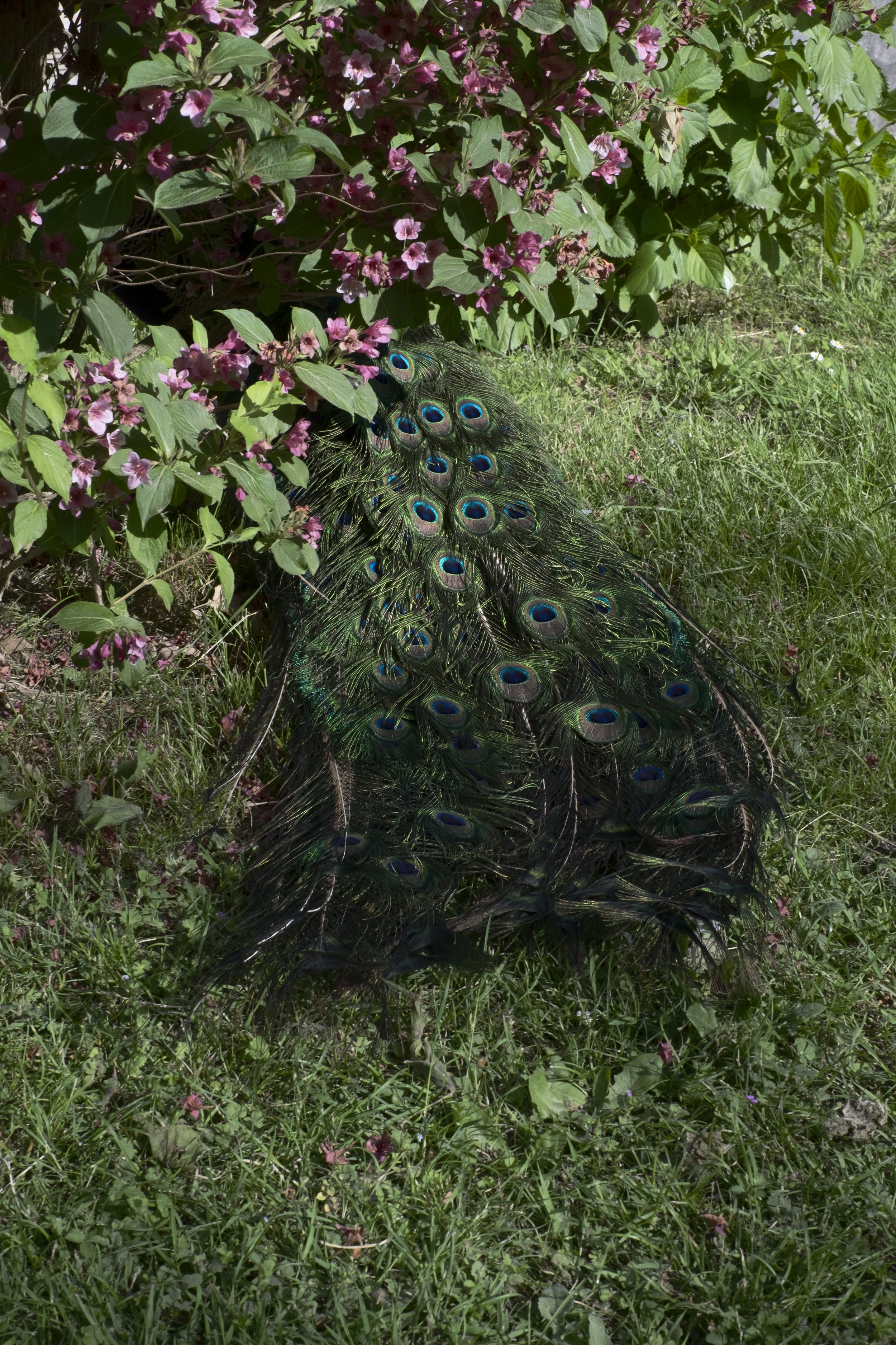 _DSF6587-Modifica.jpg