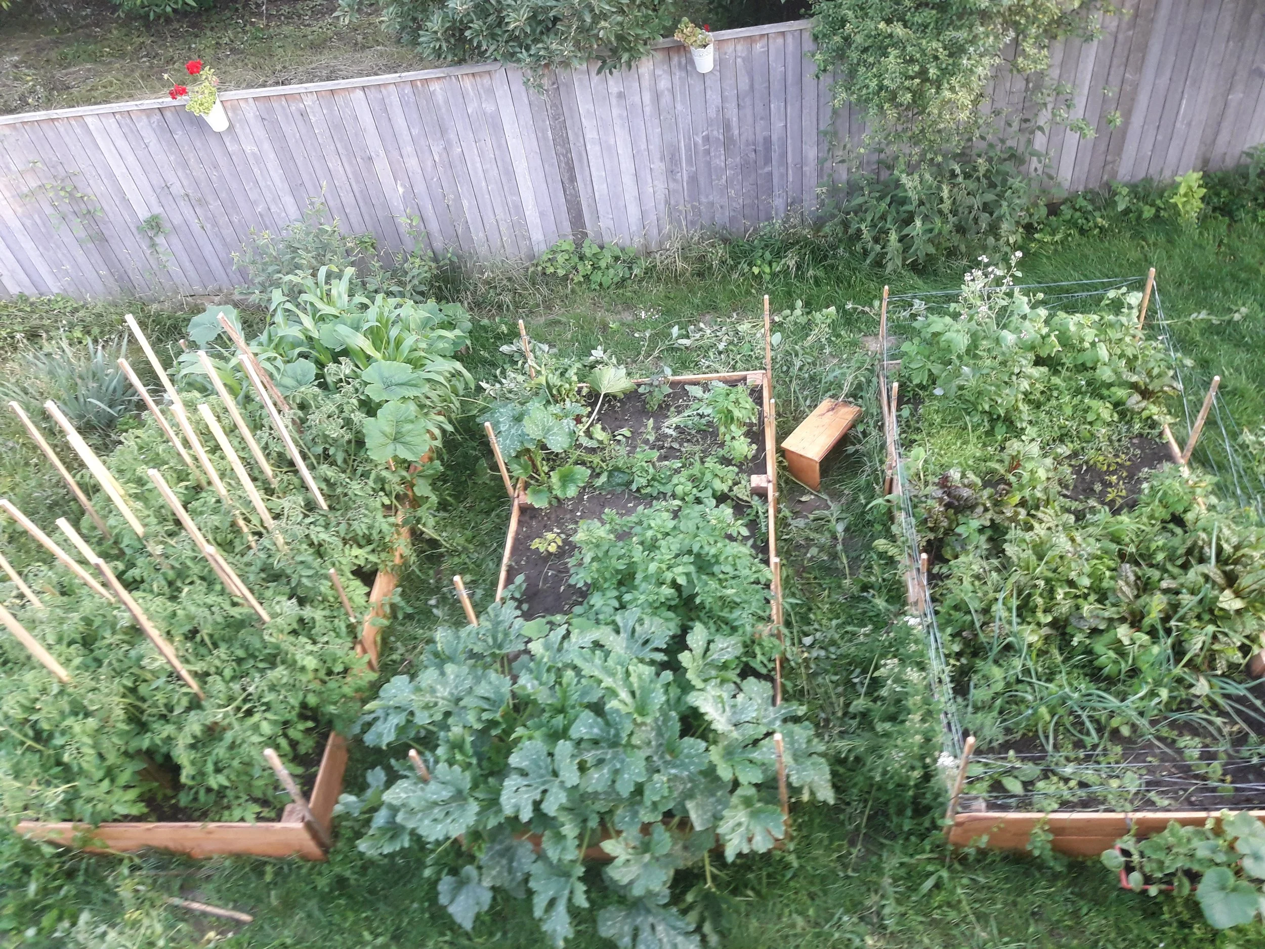 Aerial view of a garden with wooden raised beds filled with various plants, including leafy greens and vegetables, supported by wooden stakes. A wooden fence and hanging flower pots are in the background.