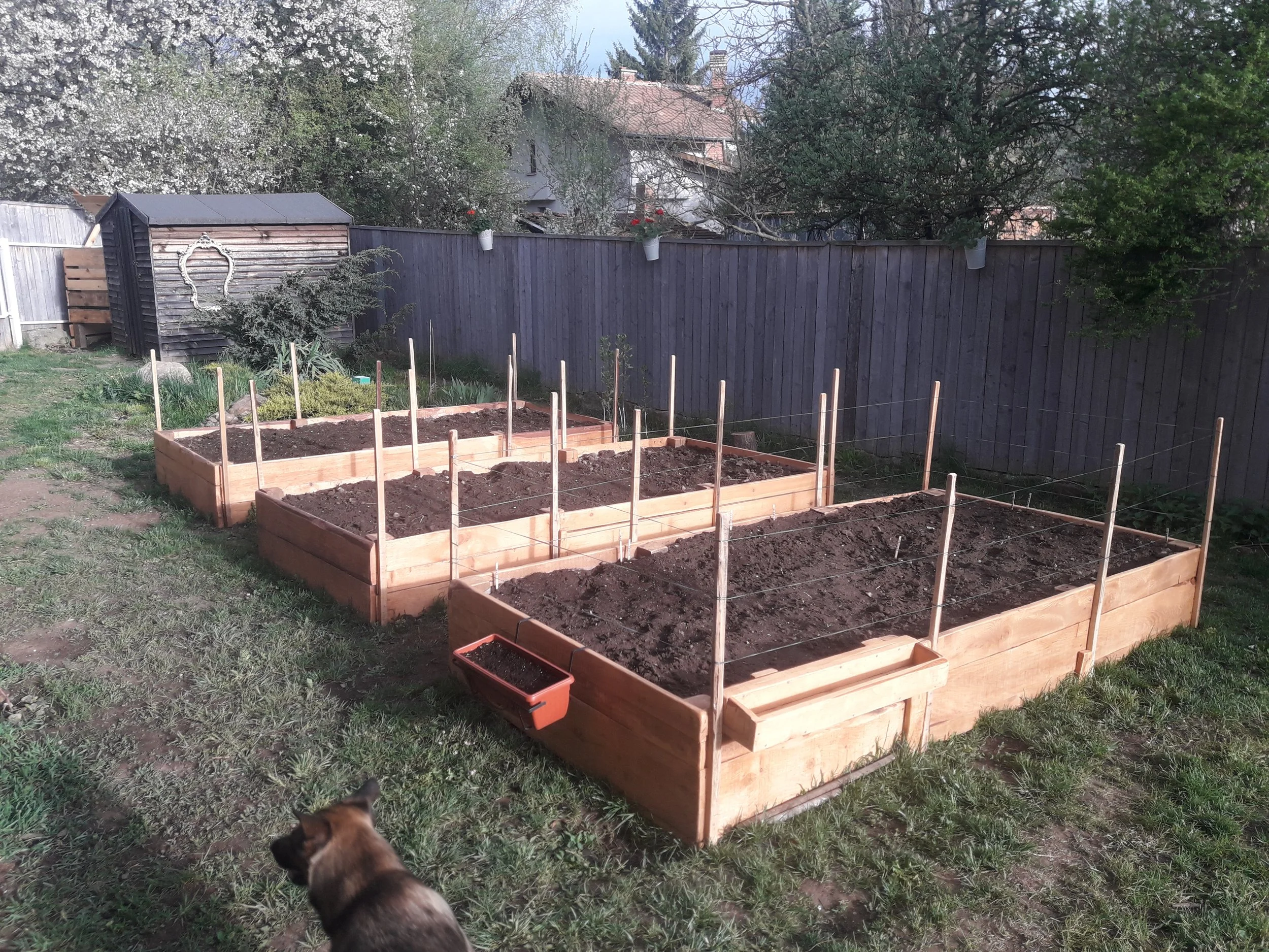 Three wooden raised garden beds in a backyard with soil and some empty stakes, surrounded by a wooden fence and greenery. A small dog is partially visible in the foreground.