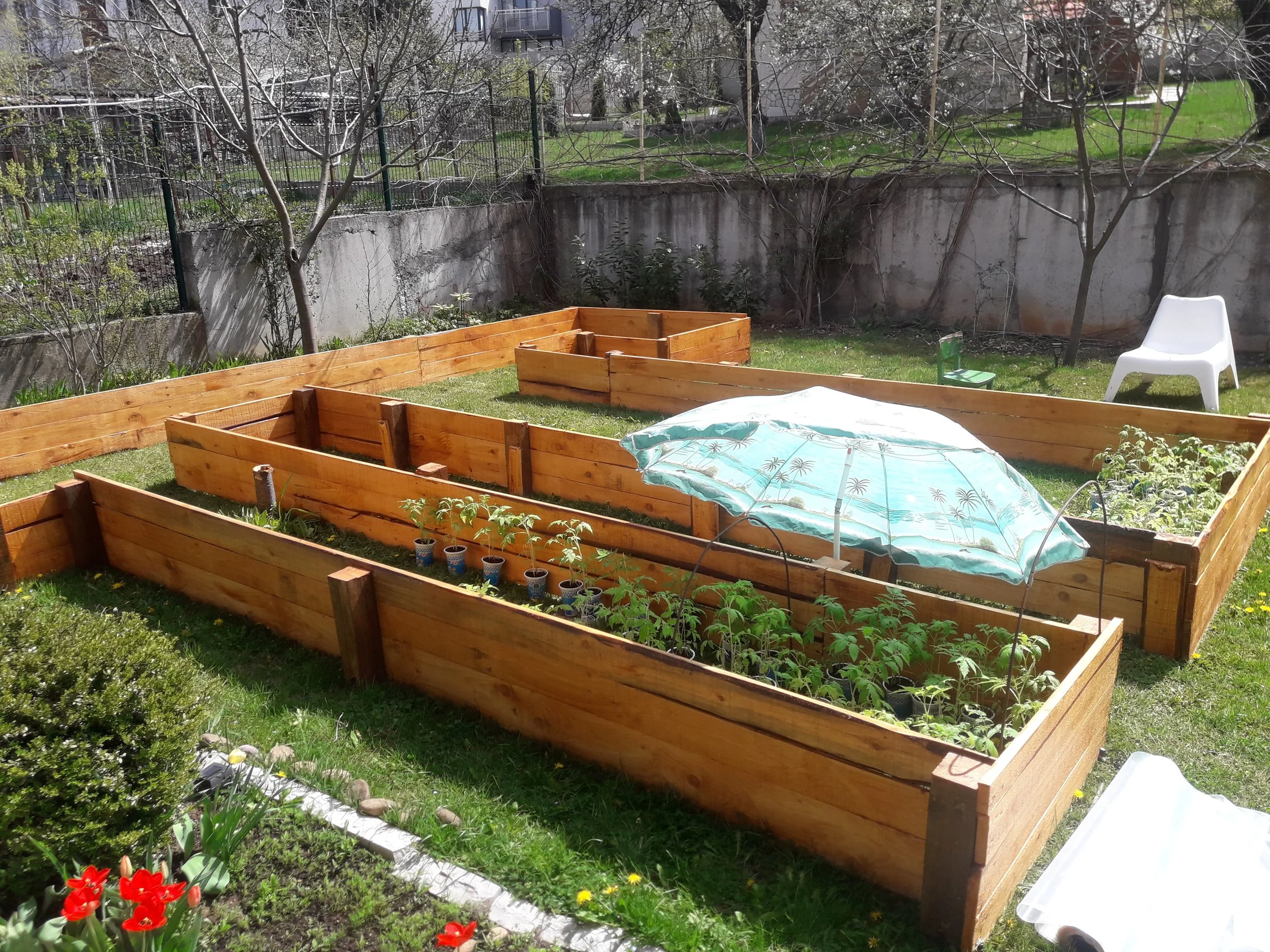 Wooden raised garden beds in a backyard with small plants and a turquoise umbrella.