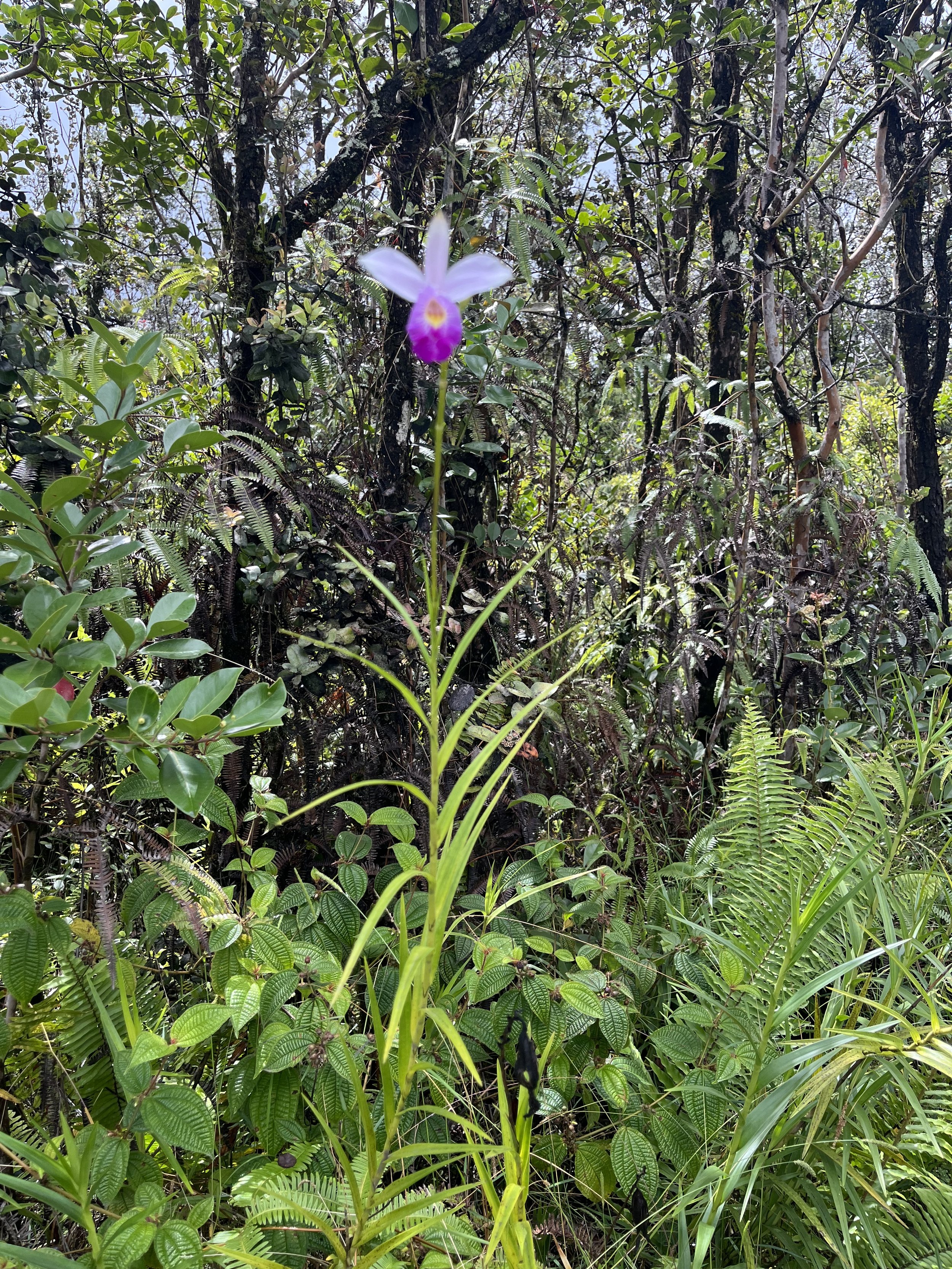 IMG_0072.jpeg