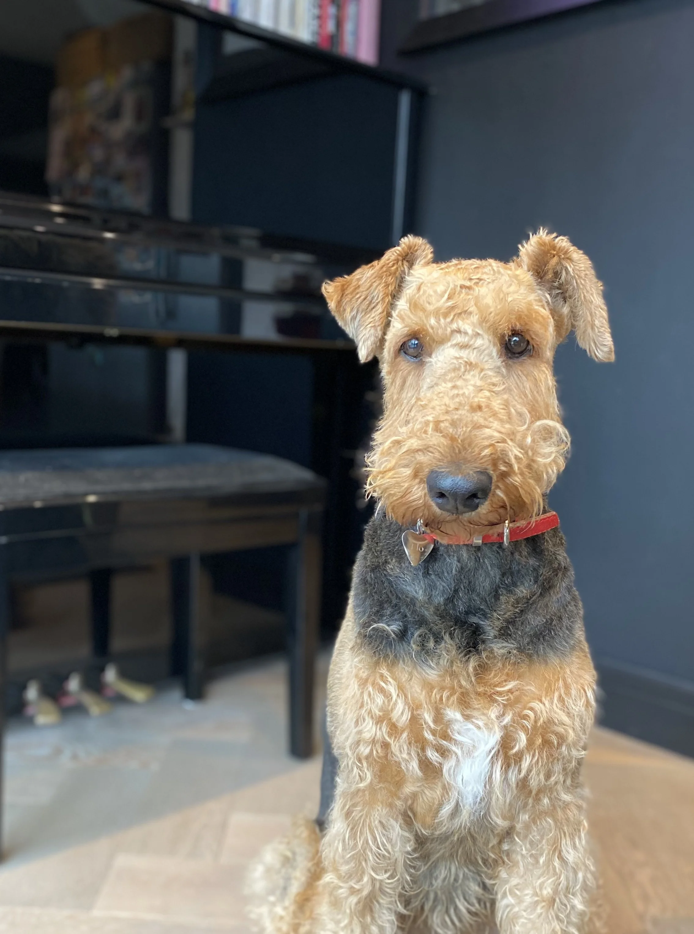 A brown and black curly-haired dog with a red collar sitting indoors in front of a dark blue wall, with a black piano and some cluttered shelves in the background.
