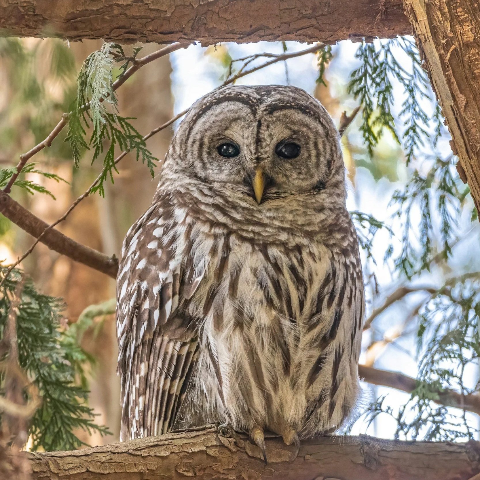 The Wisdom That Waits