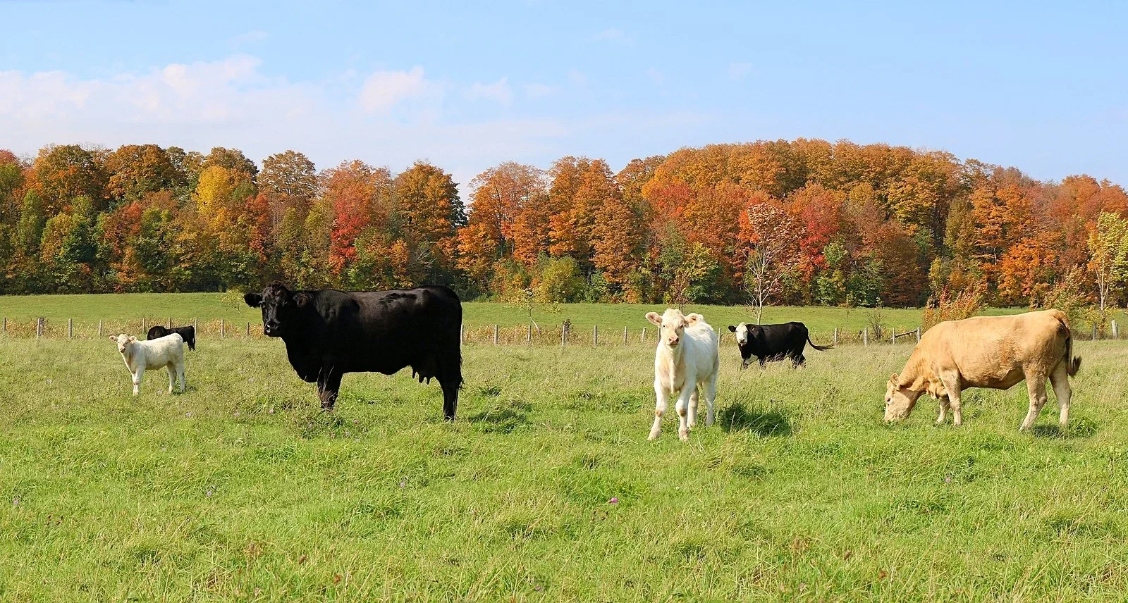 bigstock-Variety-Of-Cattle-Grazing-Ahea-268980889.webp