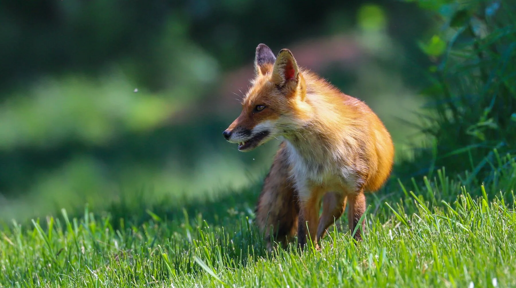 Fox-1-1800x1006.jpg