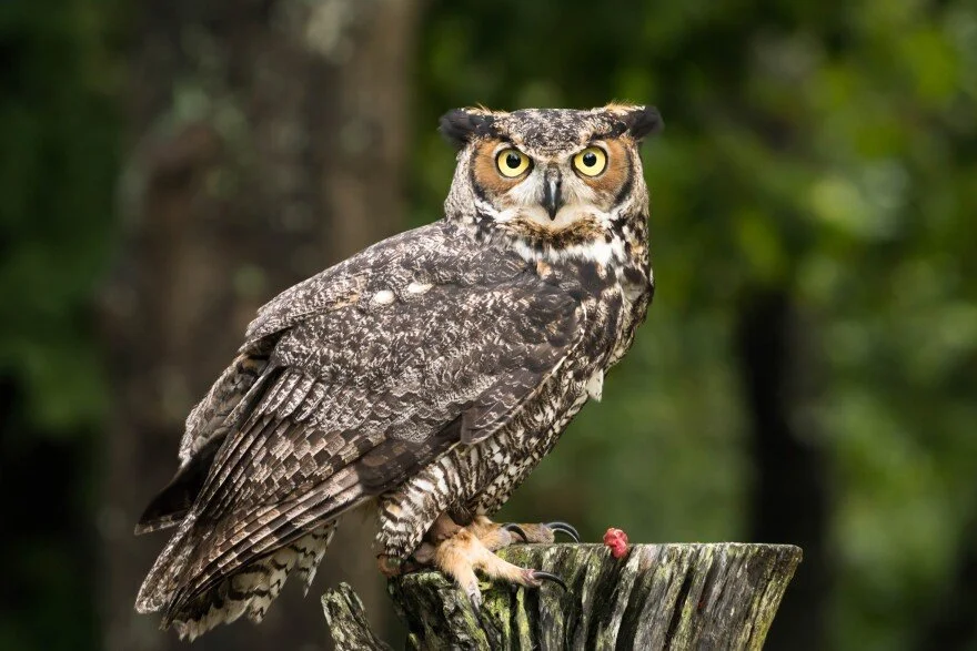 owl.jpeg