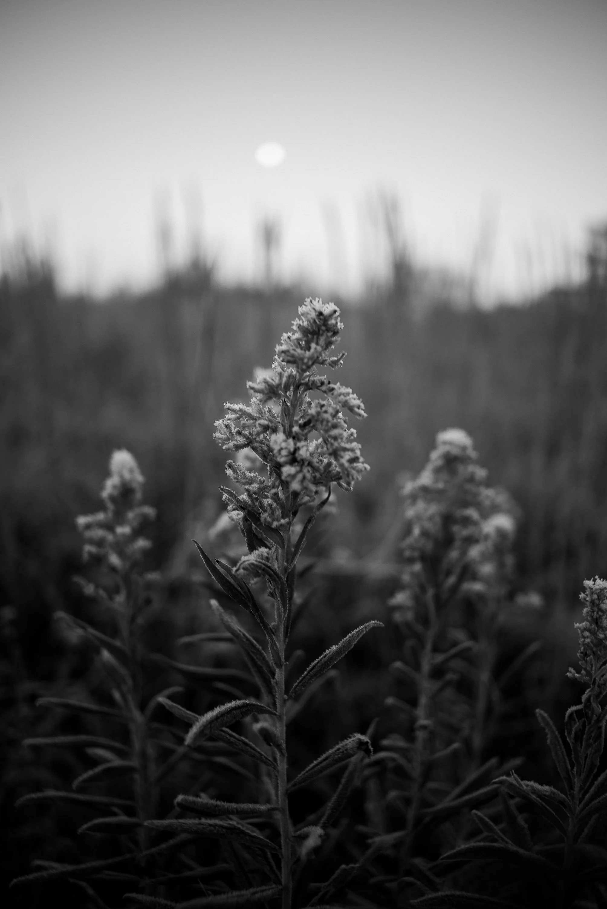 mmc-moonlight-field copy.jpg