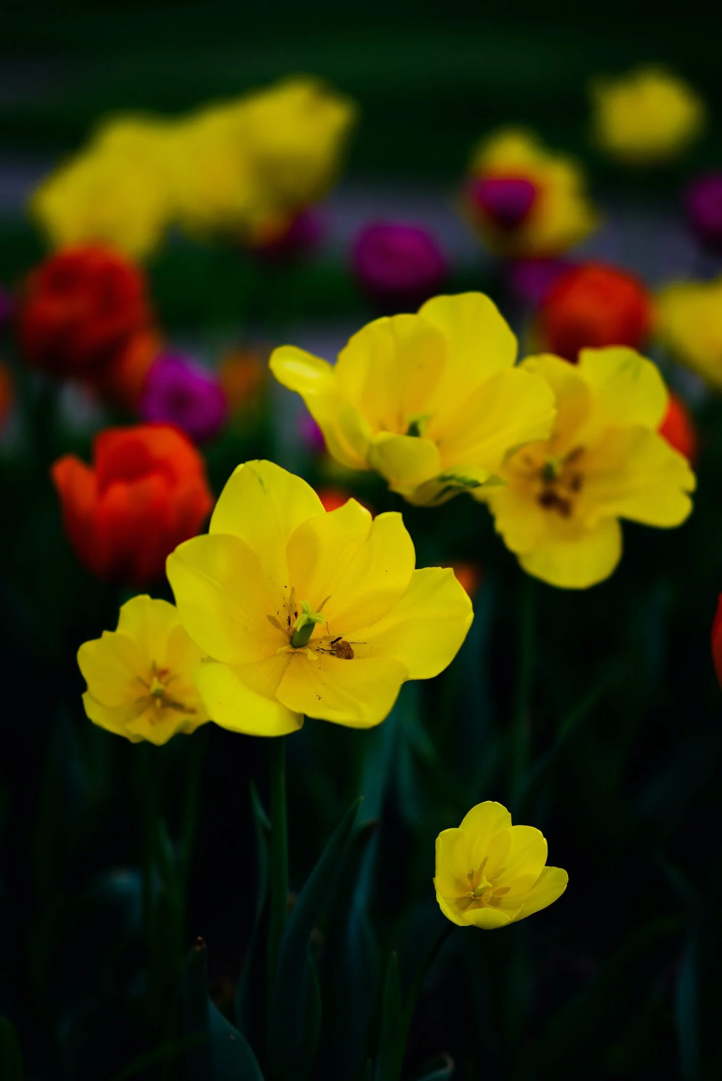 mmc-les-fleurs-1 copy.jpg