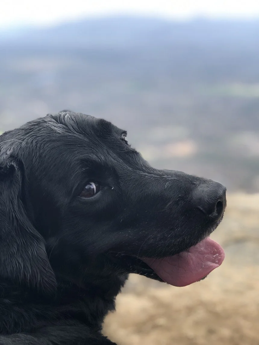 The story behind Aja’s Blend