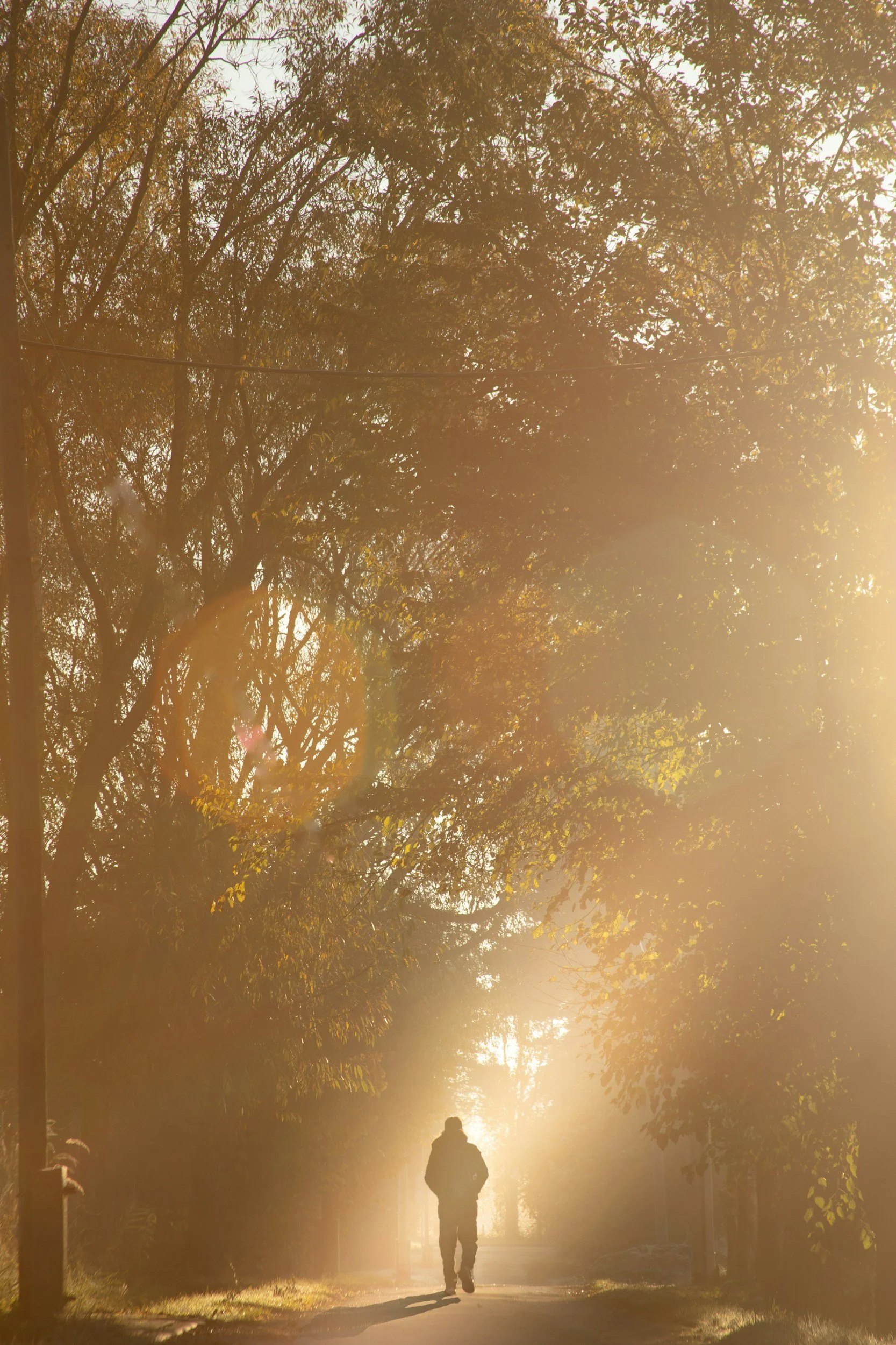 Peaceful nature path representing nervous system regulation, stress reduction, and parasympathetic activation.