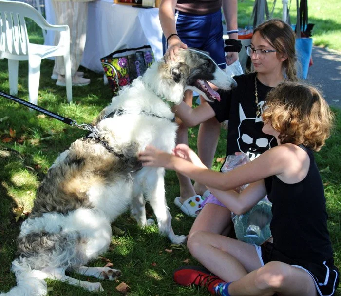 Borzoi.jpg