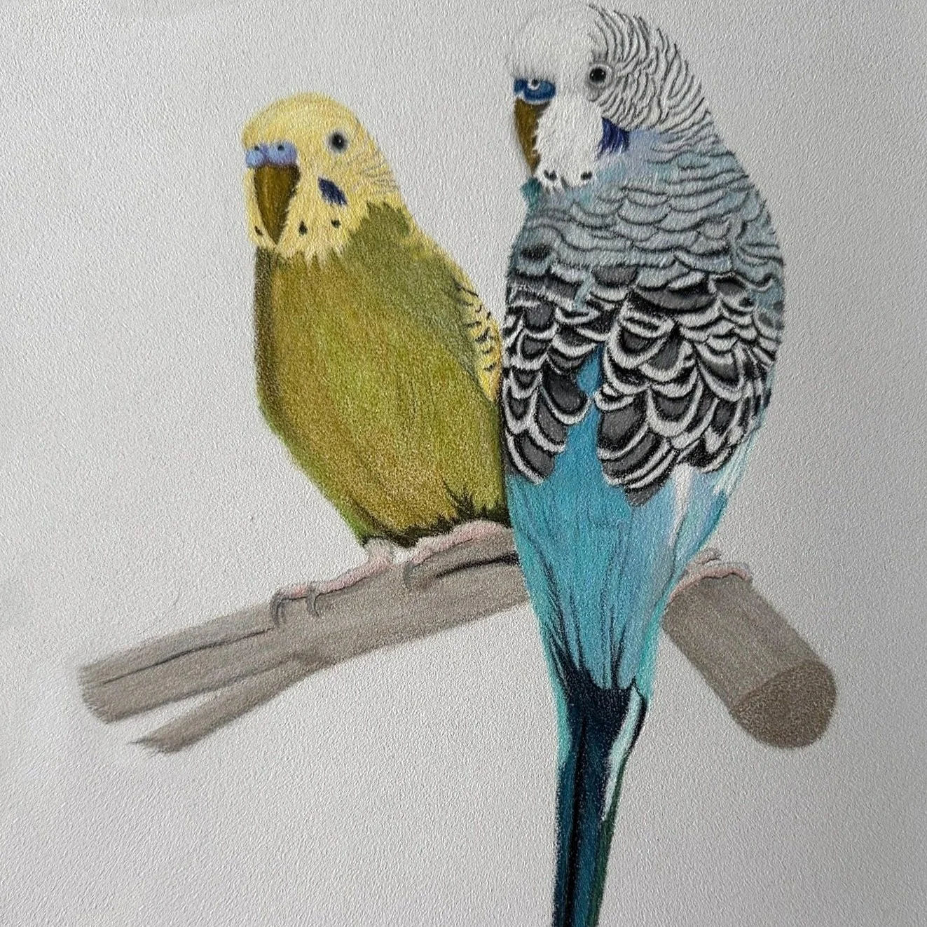 Colored pencil and gouache on textured paper, portrait of two parakeets, Laverne & Shirley