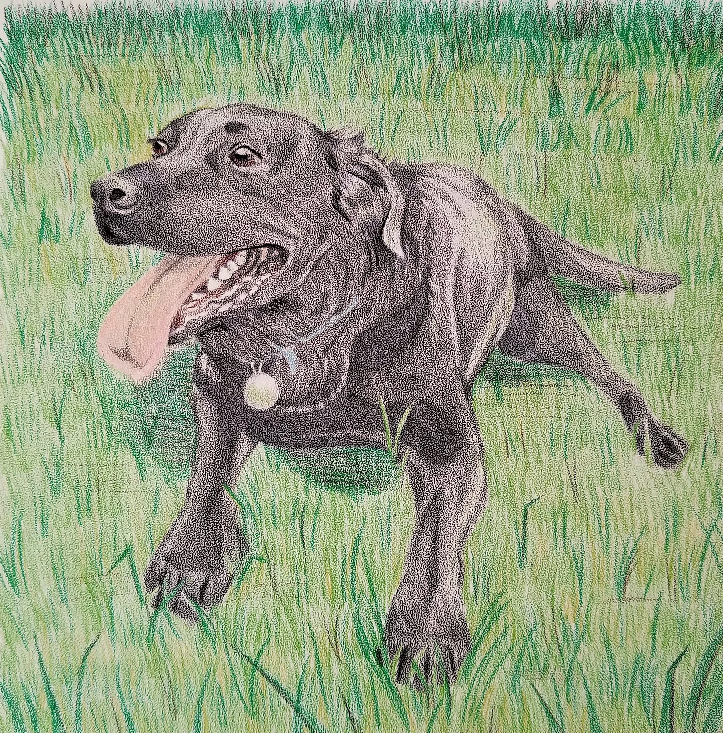 Colored pencil on textured paper portrait of smiling black labrador retriever, Walter