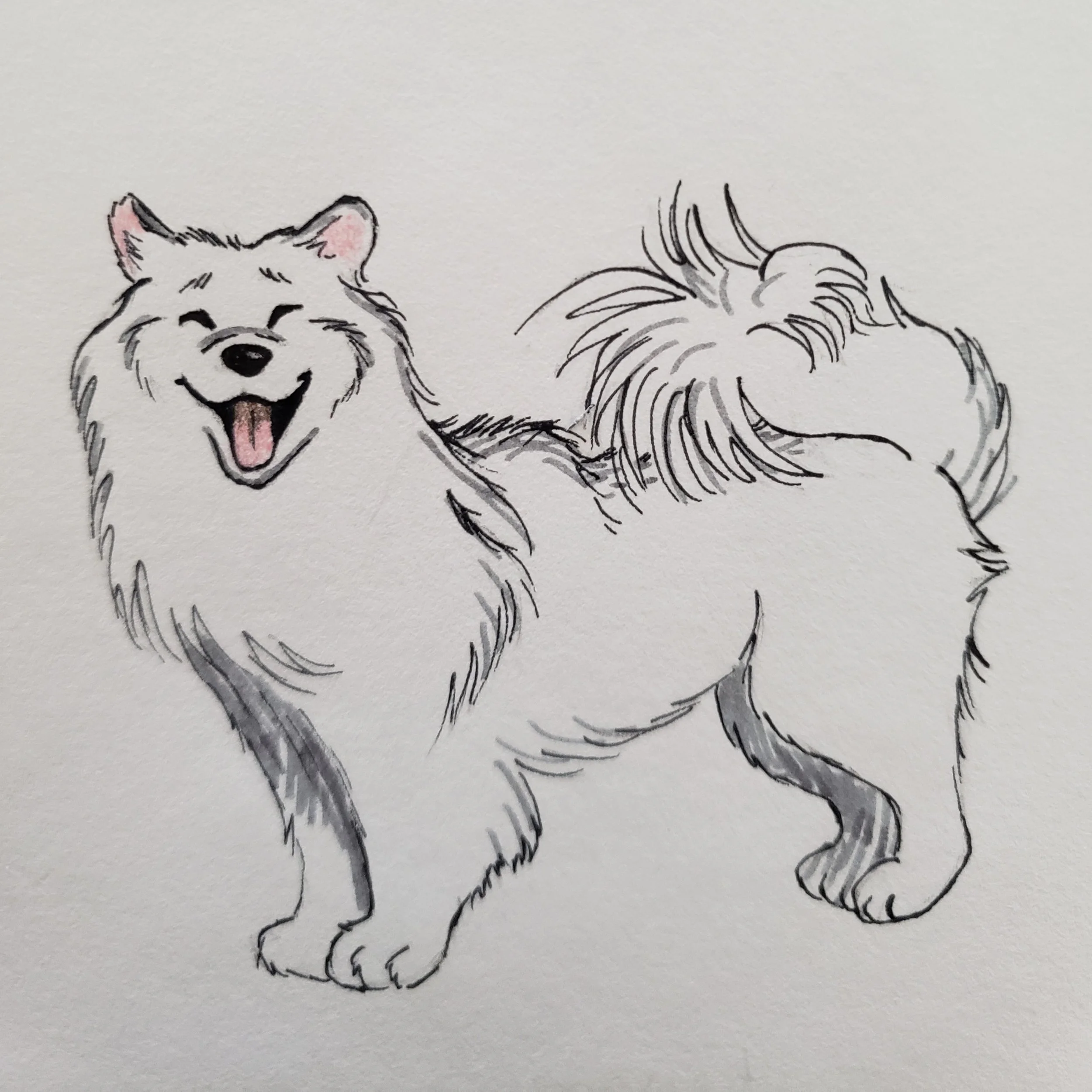 samoyed sketch.jpg