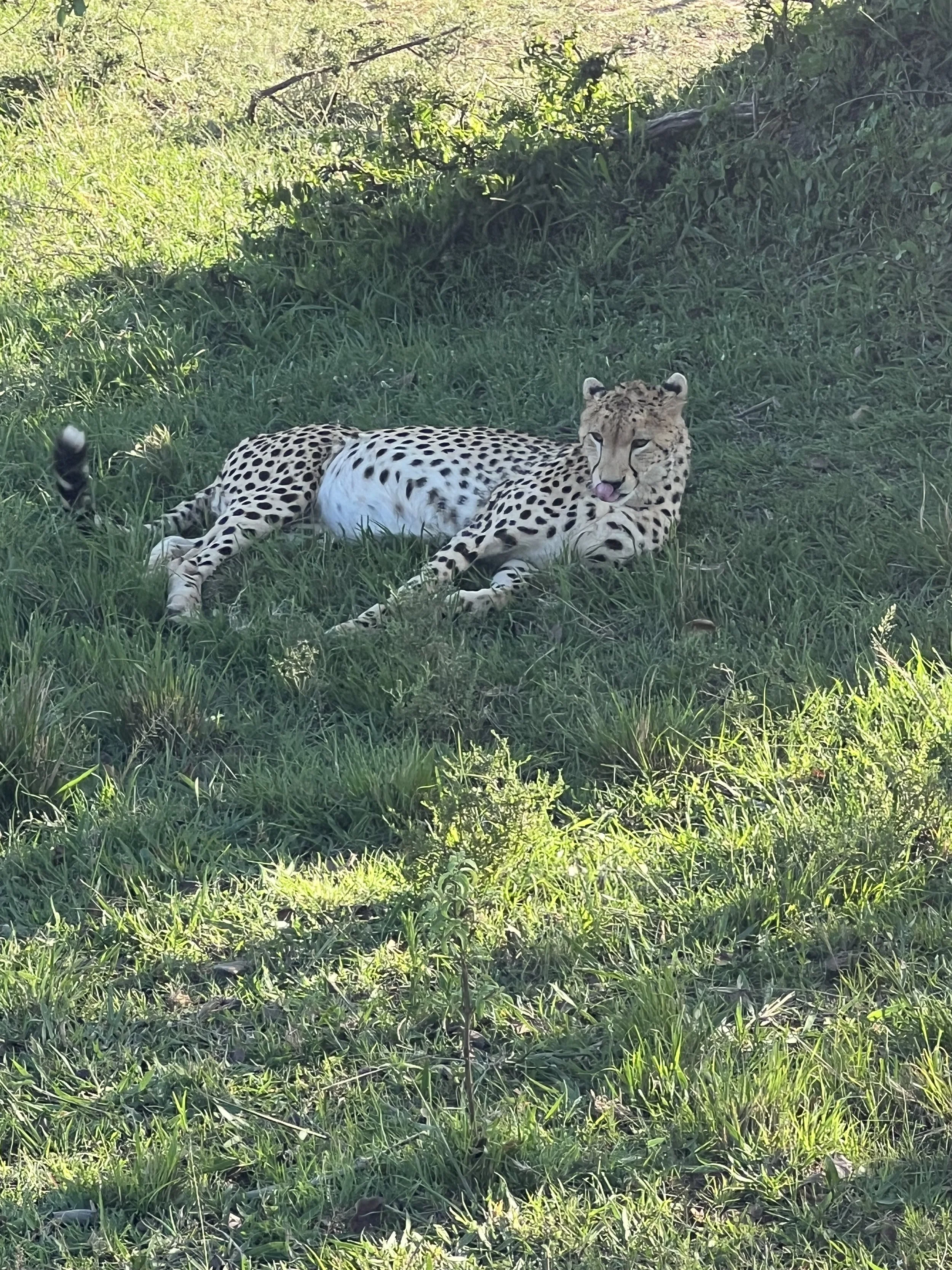 IMG_4142.jpeg