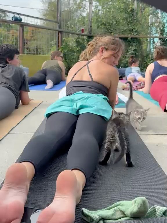 No, this is not AI&hellip;

Last week we had the amazing opportunity to partner with @ashevillehumane and @cellarestbeerproject to hold Kitten Yoga, featuring 4 insanely adorable &amp; adoptable kittens. 100% of proceeds went to the Humane Society as