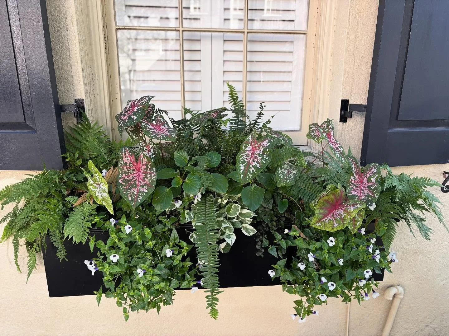 36 Hours in Charleston with my mama admiring all the beauty and getting lots of inspiration! #charleston #windowboxes #containerplants #southernliving #southernfalldecor #southernplants