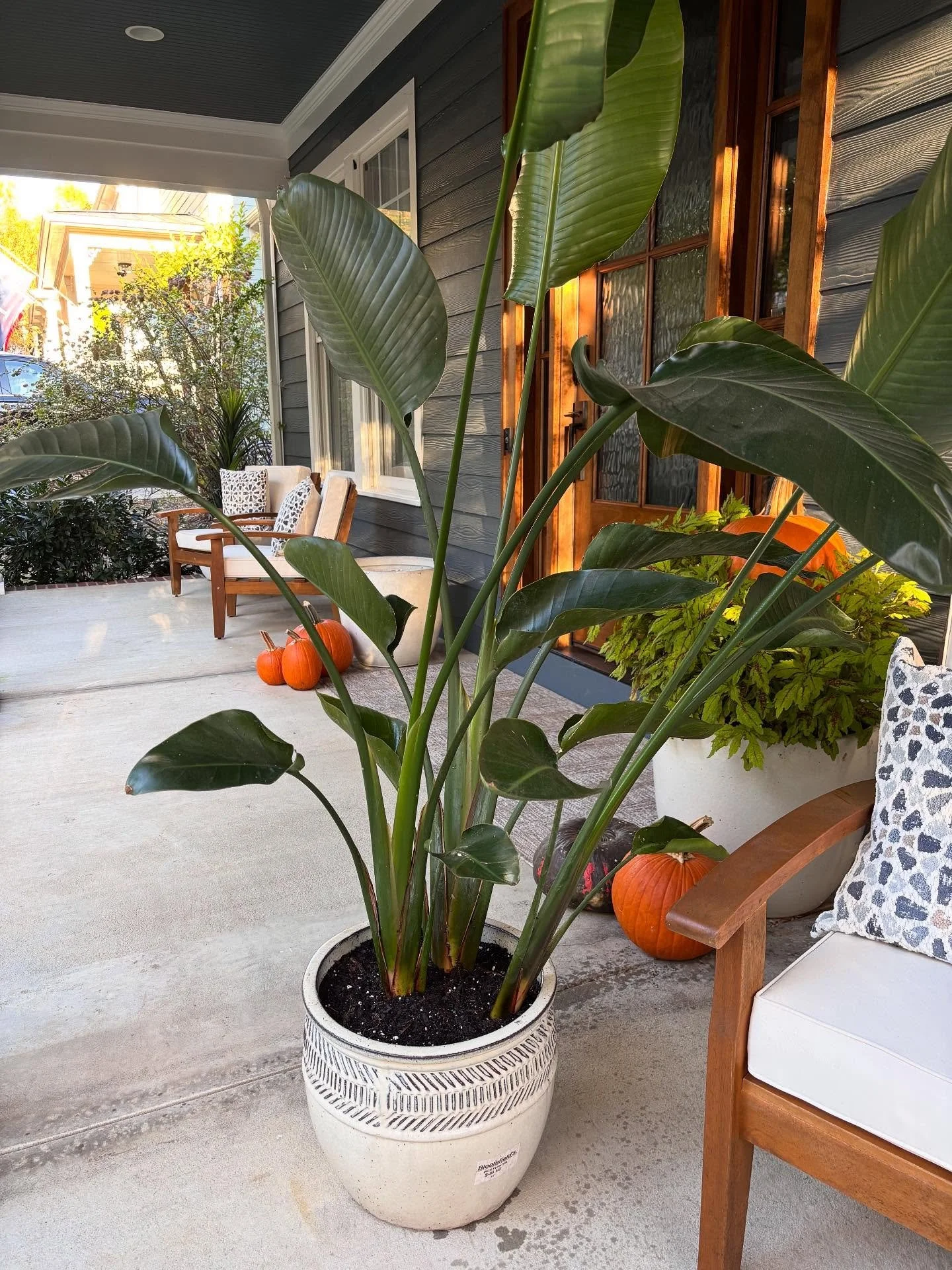 If you&rsquo;re cold, they&rsquo;re cold. Bring them in!🌿😂 
It&rsquo;s that time of year again when your tropical plants start giving you the side eye from the porch &mdash; and honestly, they&rsquo;re not wrong.

Let Porch &amp; Petal help you mov