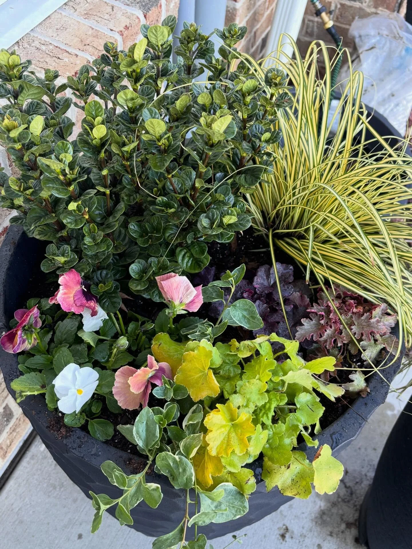 Kicking off 2026 with a fantastic project @newsouthfamilymed where we&rsquo;re creating a space that feels welcoming and polished&mdash;inside and out.

Phase One: A mix of evergreens and seasonal flowers provides year-round structure with fresh pops