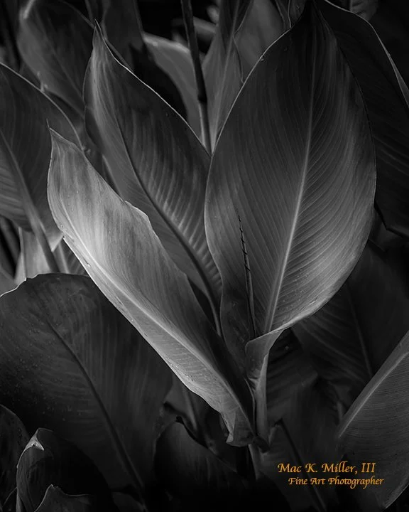 a black-and-white fine art photograph capturing a collection of large, smooth leaves with prominent veins.