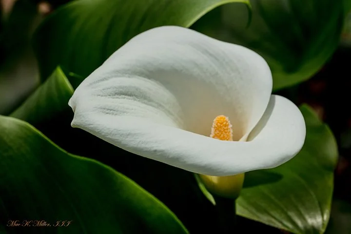 a fine art photograph featuring a close-up of a White Calla Lily flower.