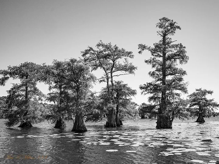 WEB Silent Guardians of Caddo Lake 2354.688.jpg