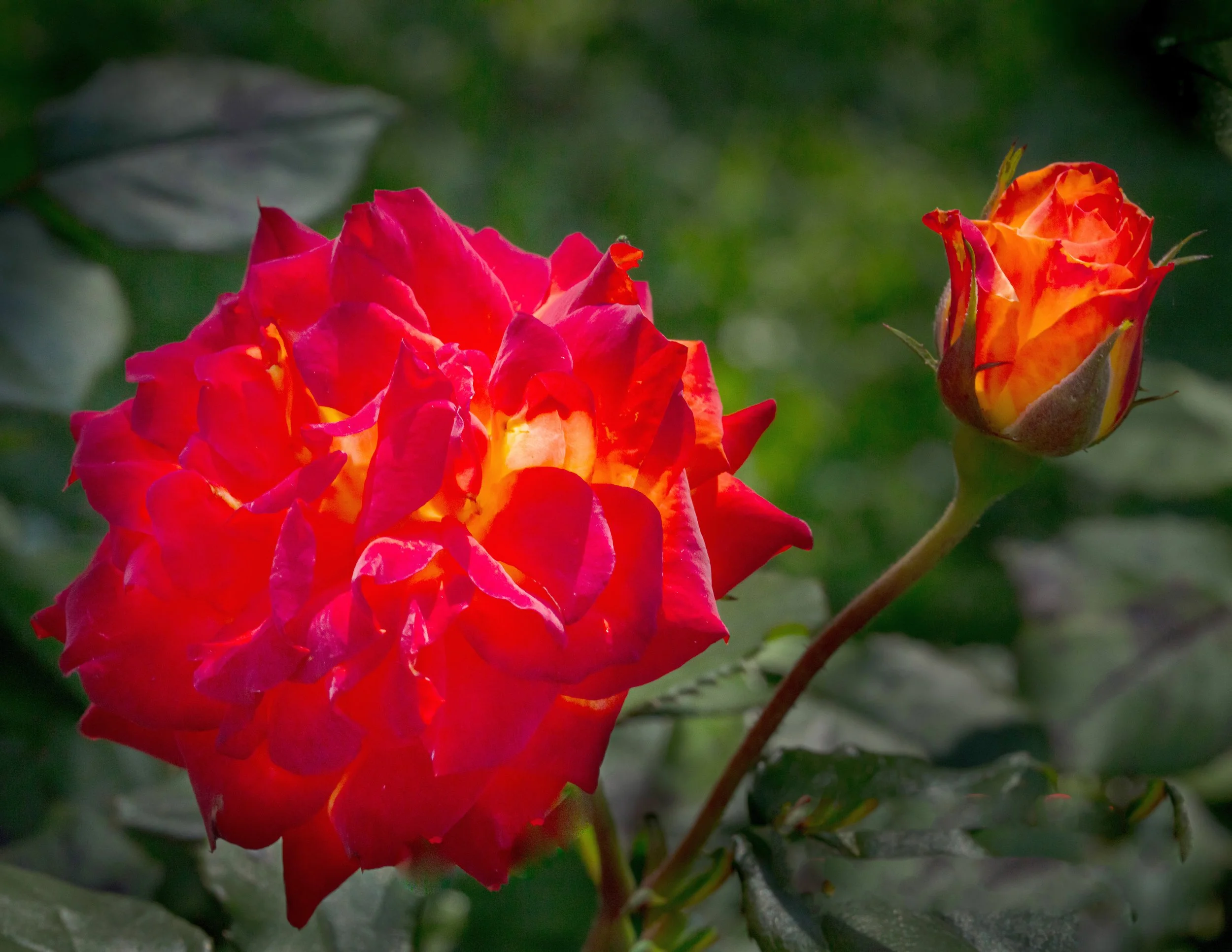 FAA Charisma Red Rose 2021.045.jpg