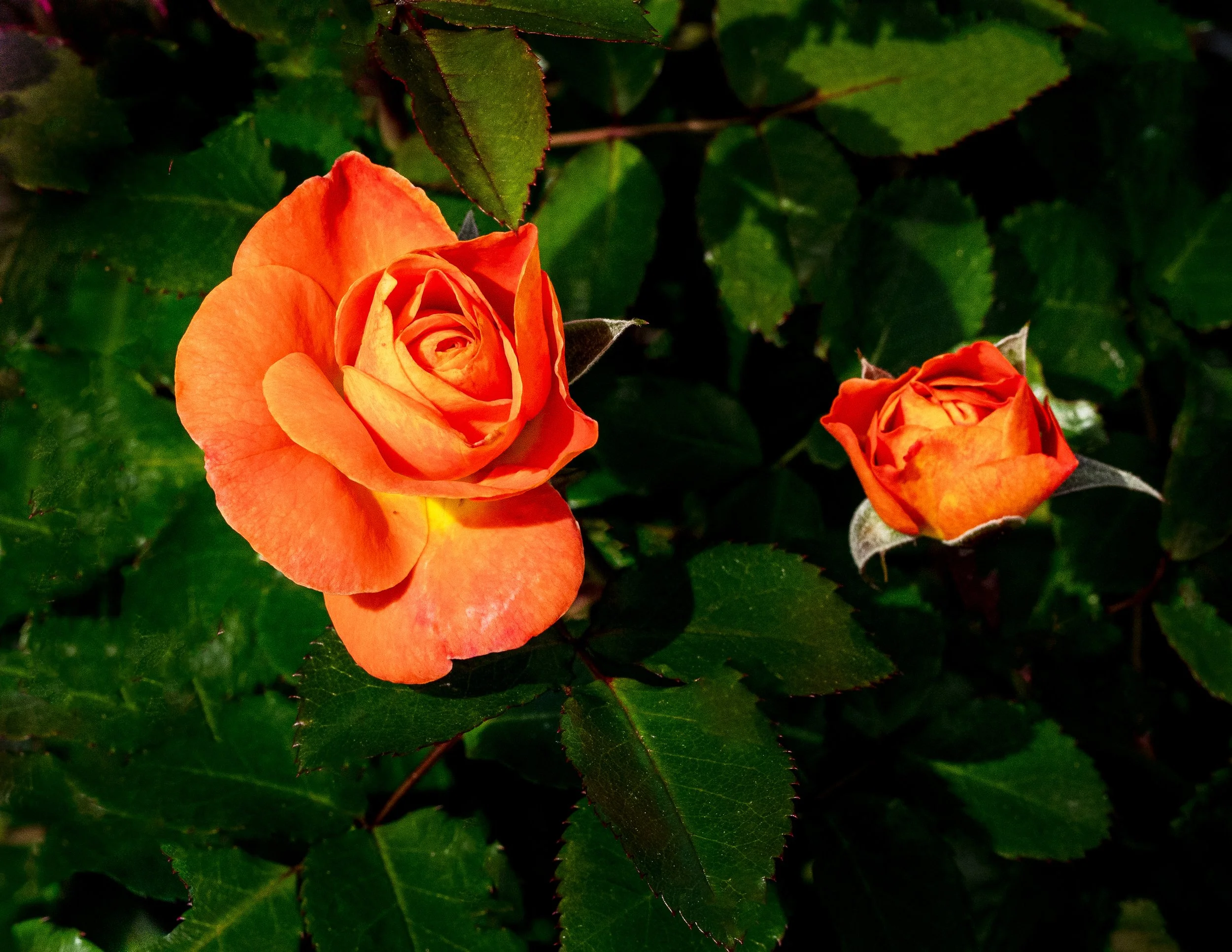 Mango Veranda Rose 2026.054.jpg