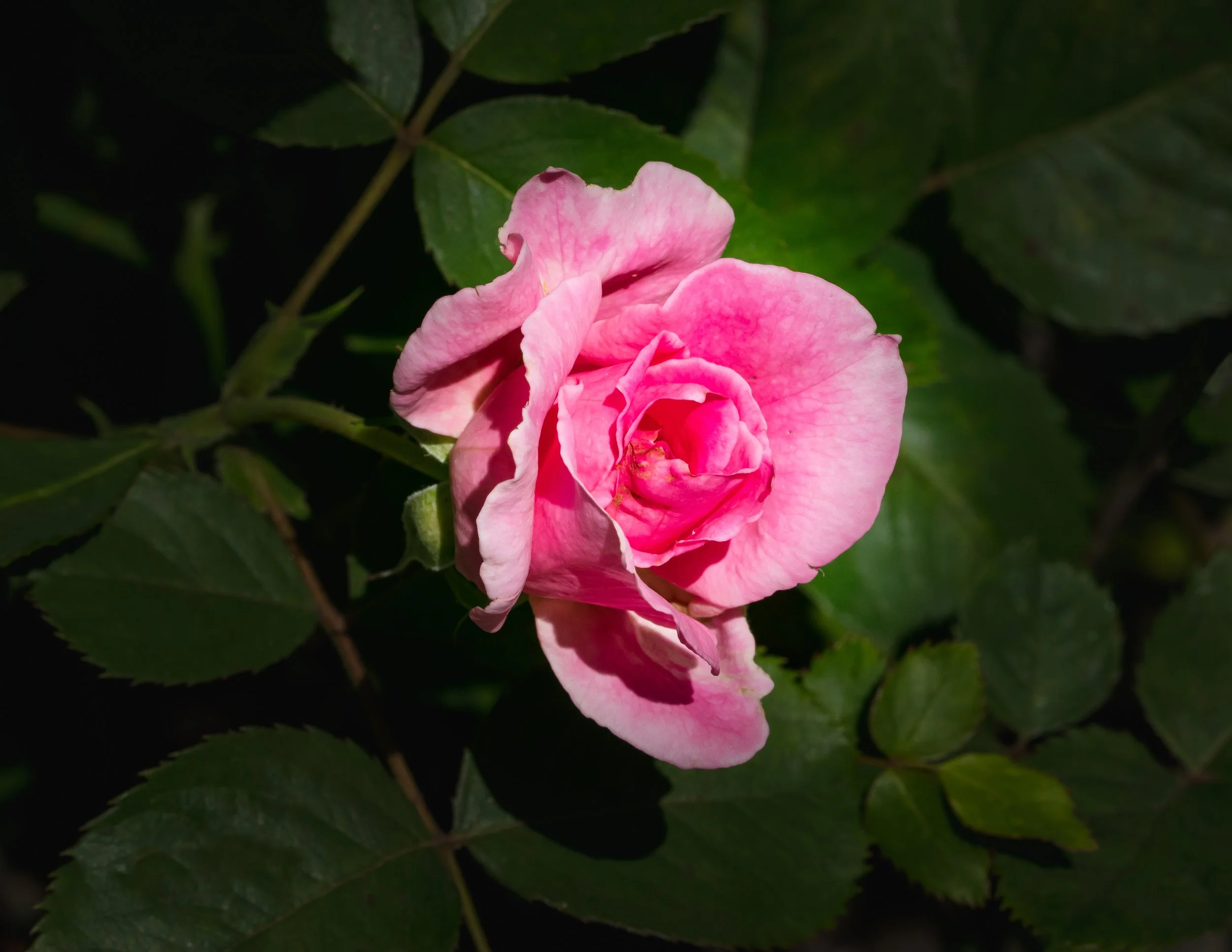 Aunt Honey Pink Rose 2021.040.jpg
