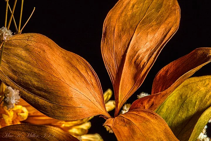 WEB Full Faded Love Fall Leaf 1740.07.jpg