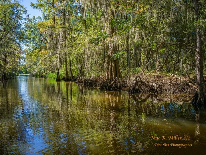 serene swamp lined by lush trees, draped in Spanish moss Caddo Lake, Texas