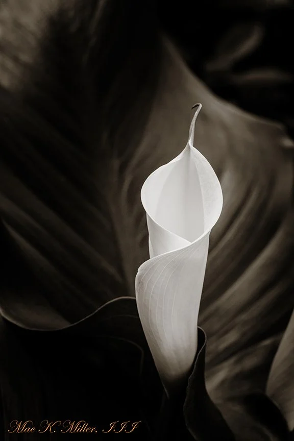 WEB The Easter Lily 222.2018.jpg