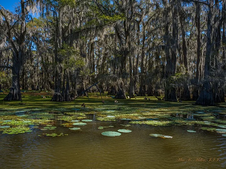 WEB Cypress Veil on Caddo Lake 2354.152.jpg