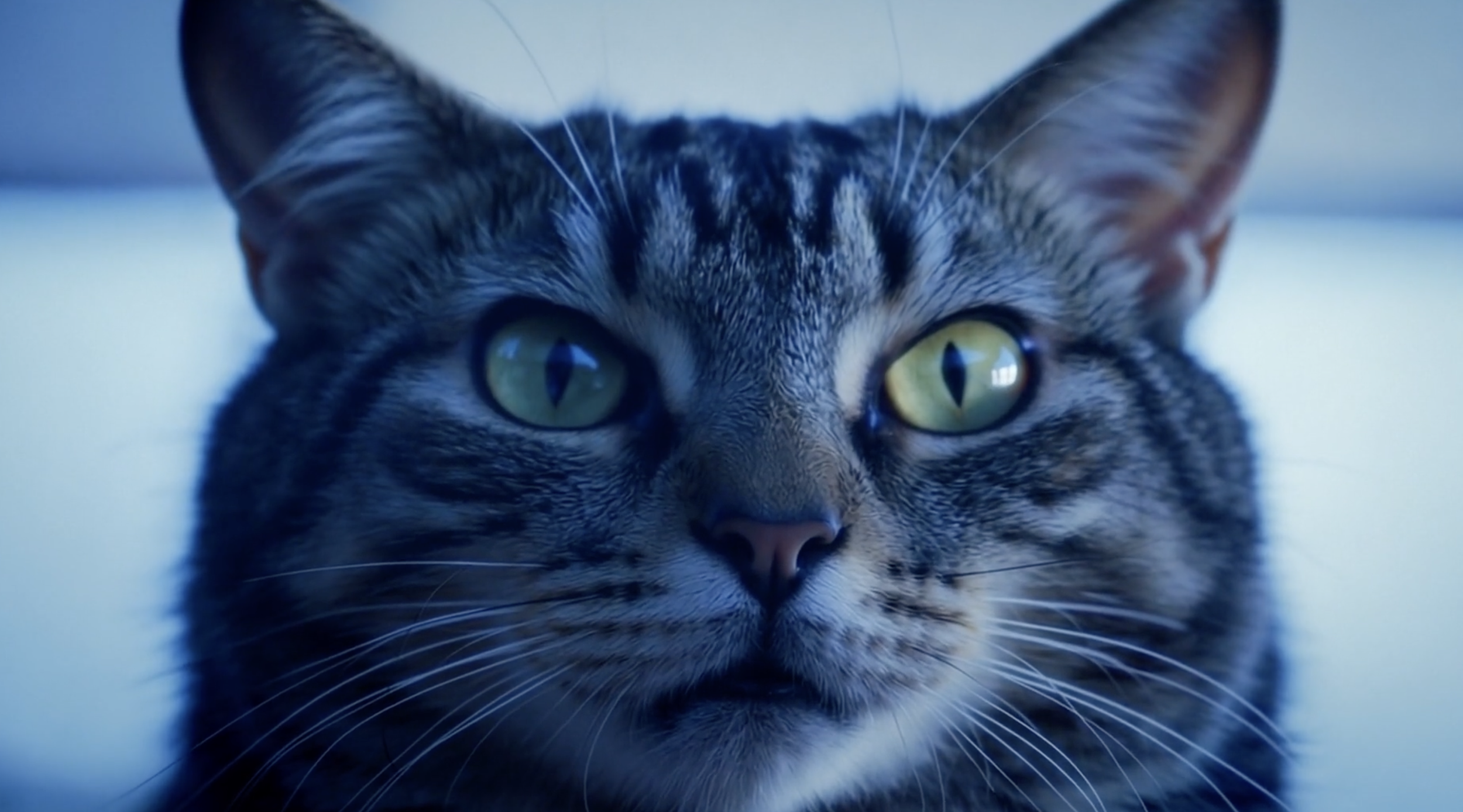 Creating a cat food commercial using AI tools