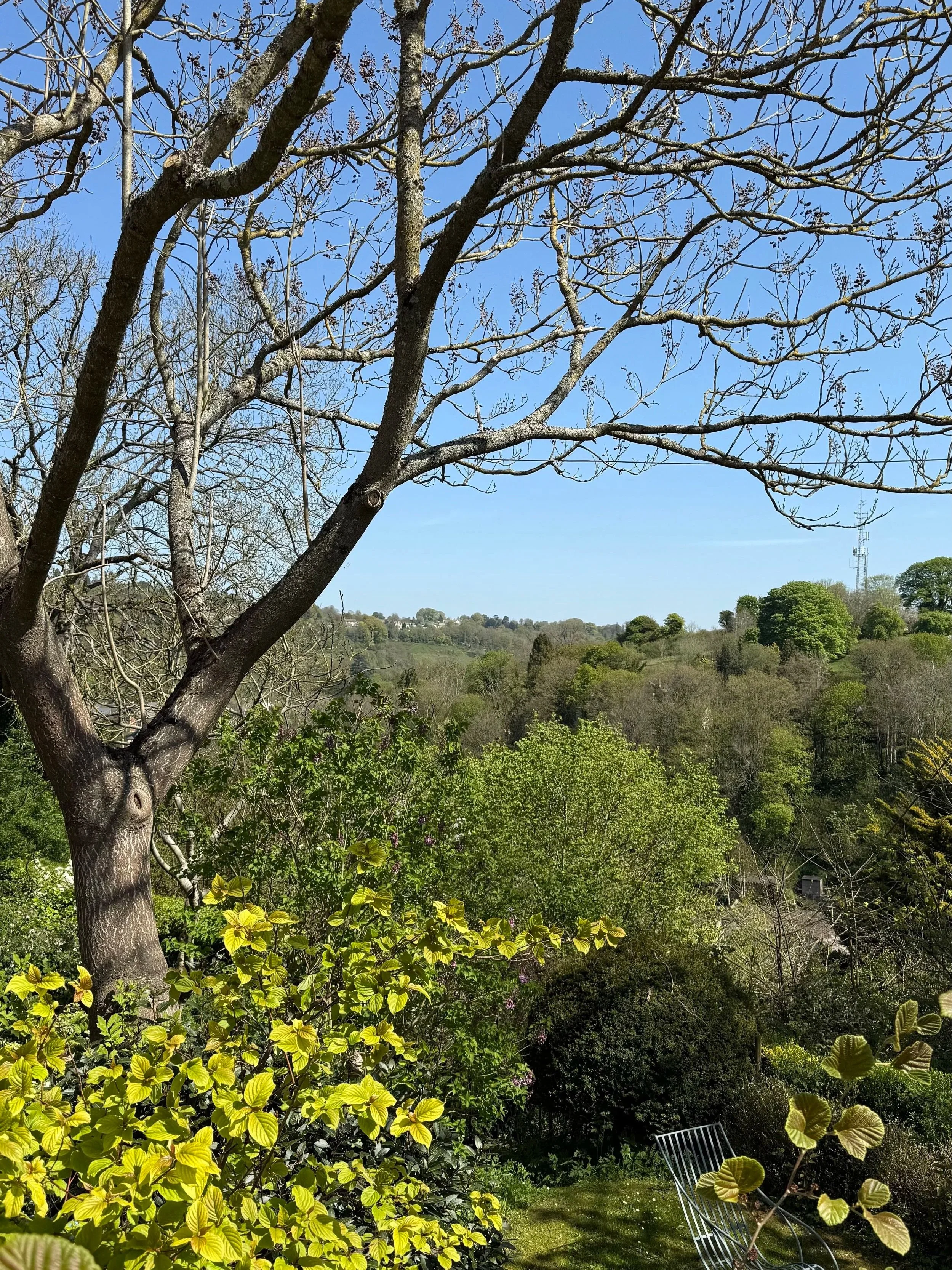 A large leafless tree in the foreground with blossoming branches against a bright blue sky. Below, dense green foliage and a well-maintained garden.