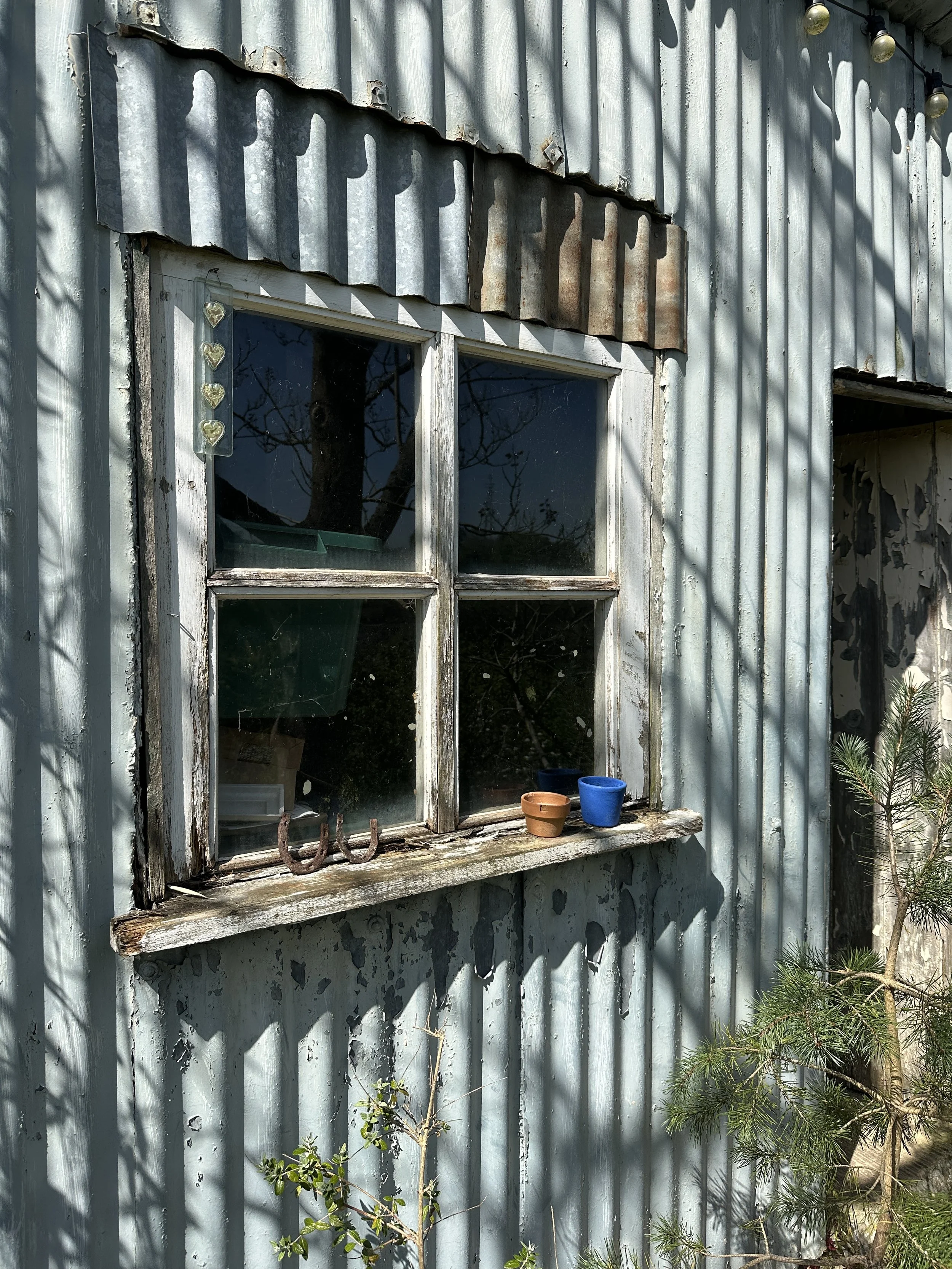An exterior view of an old, weathered metal building wall with a window. The wall is made of corrugated metal sheets showing signs of rust and peeling paint. The window has a white wooden frame with multiple panes, some with cracked or dirty glass. Small potted plants sit on the window sill, and a rusty horseshoe hangs below. Shadows of nearby trees are cast on the wall, with a small pine tree growing at the base of the building.
