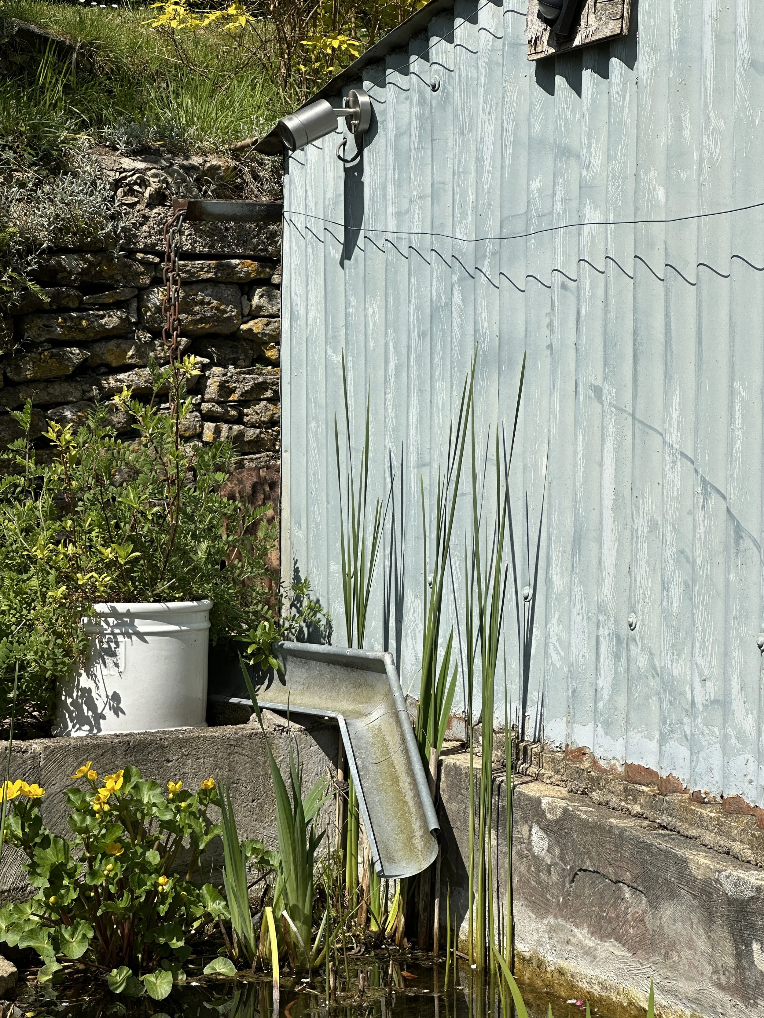 A garden scene with green plants, yellow flowers, a white container, and a weathered light blue metal wall with a metal pipe and chains attached.