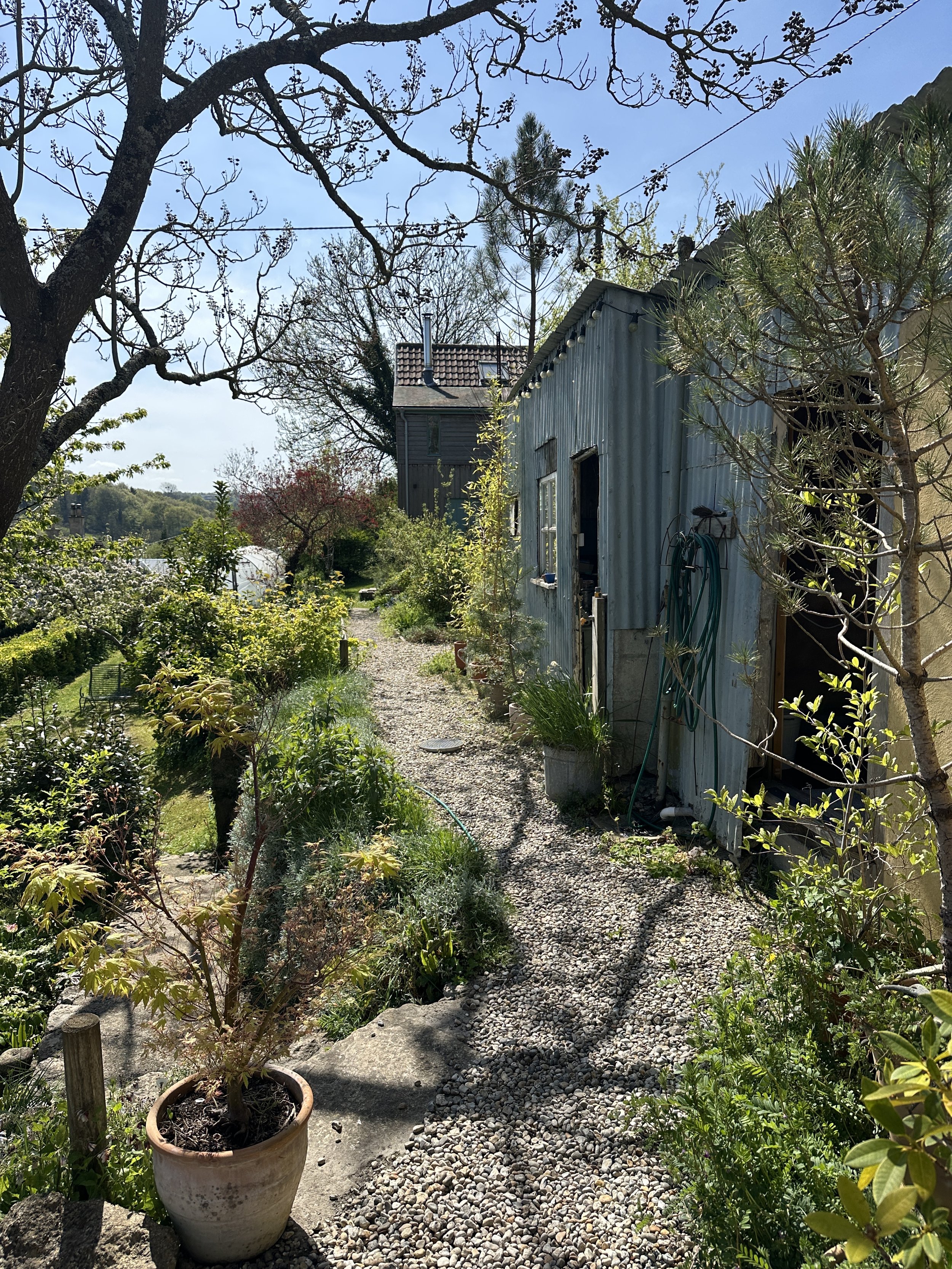 A garden with a potted small tree in the foreground, a gravel path winding through lush green plants, and a weathered metal shed on the right side. Tall trees with sparse foliage are visible in the background, under a blue sky.
