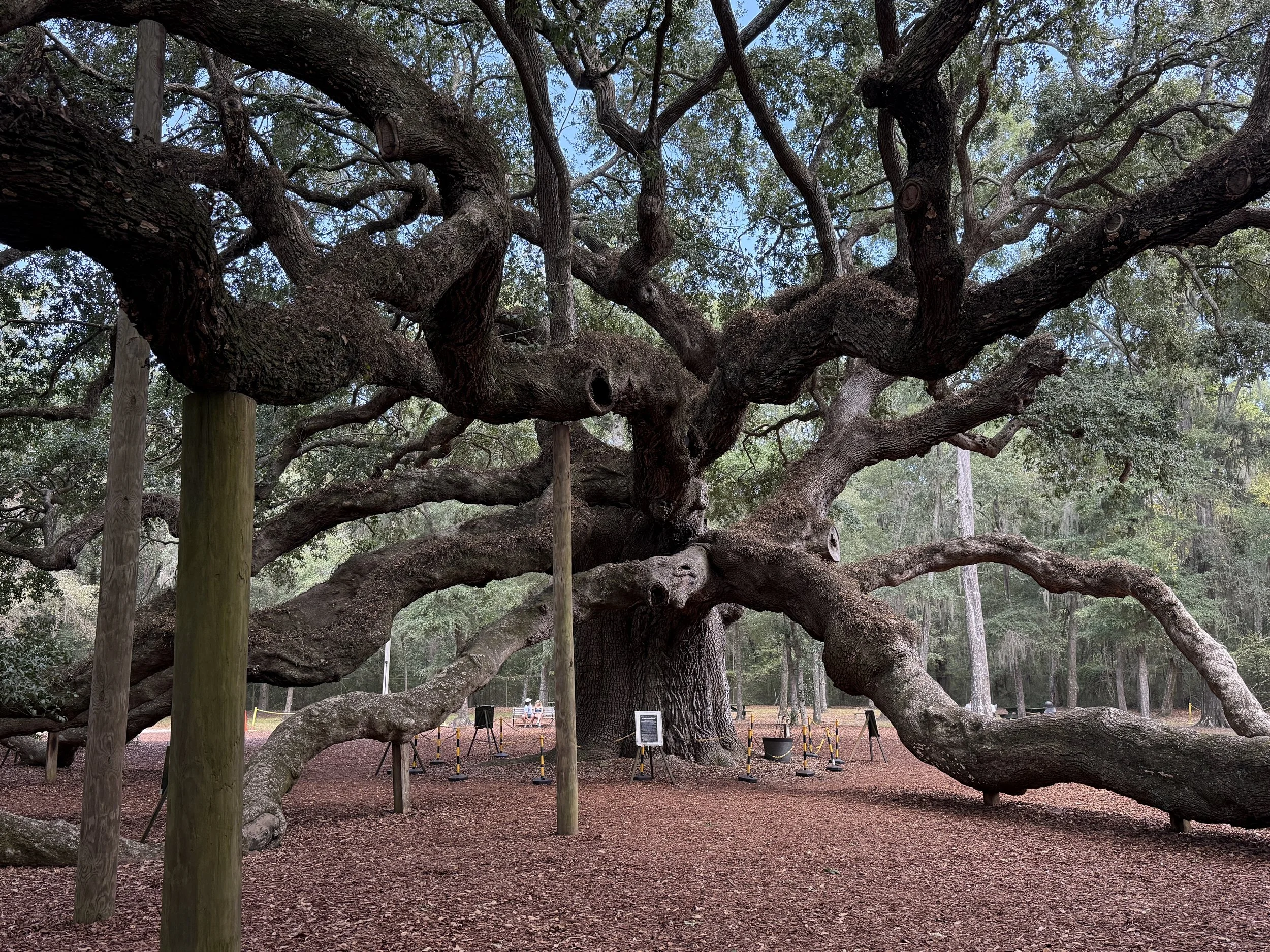 angel-tree-on-johns-island.JPG