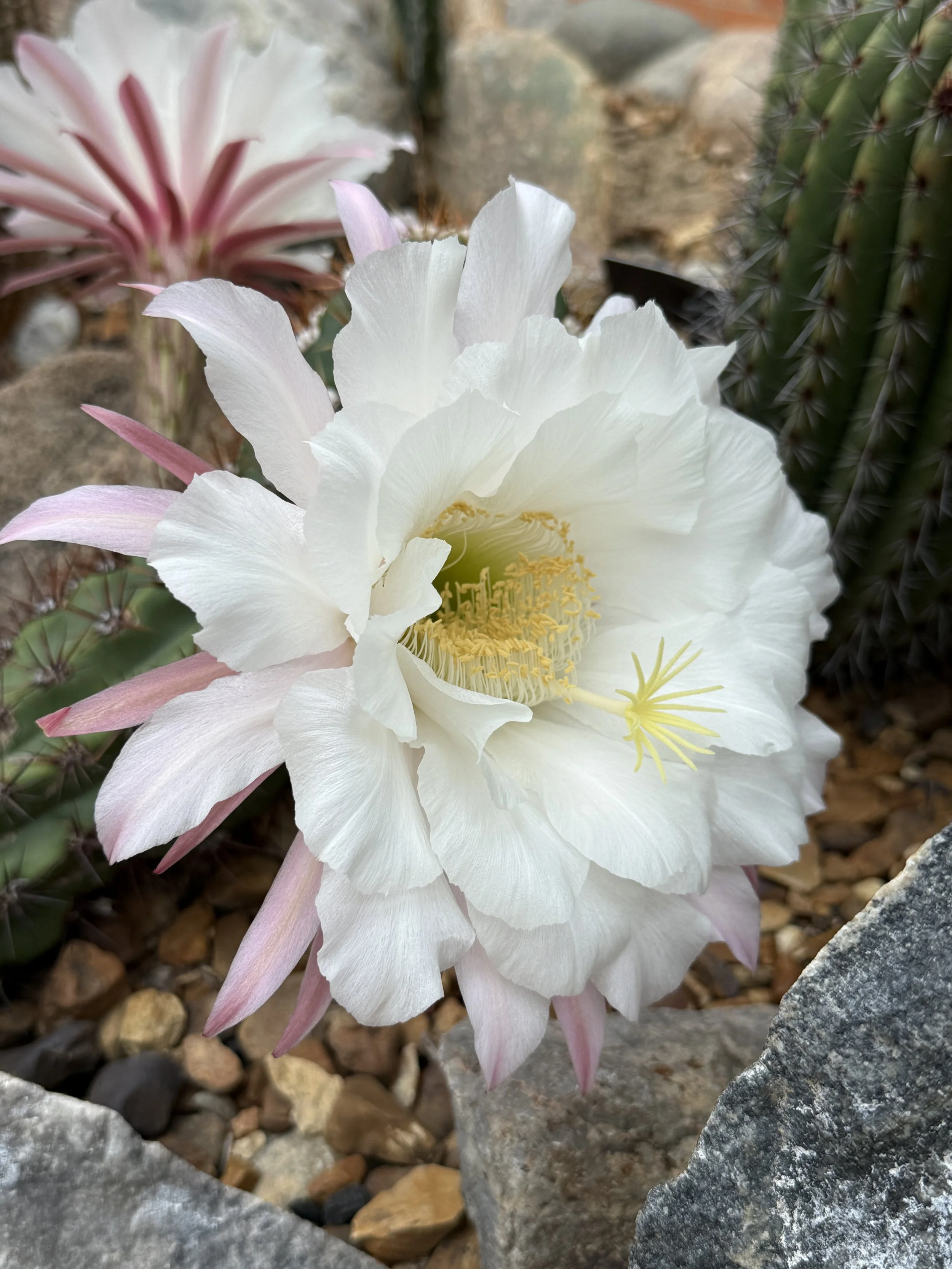 matthaei-botanical-flowers.JPG