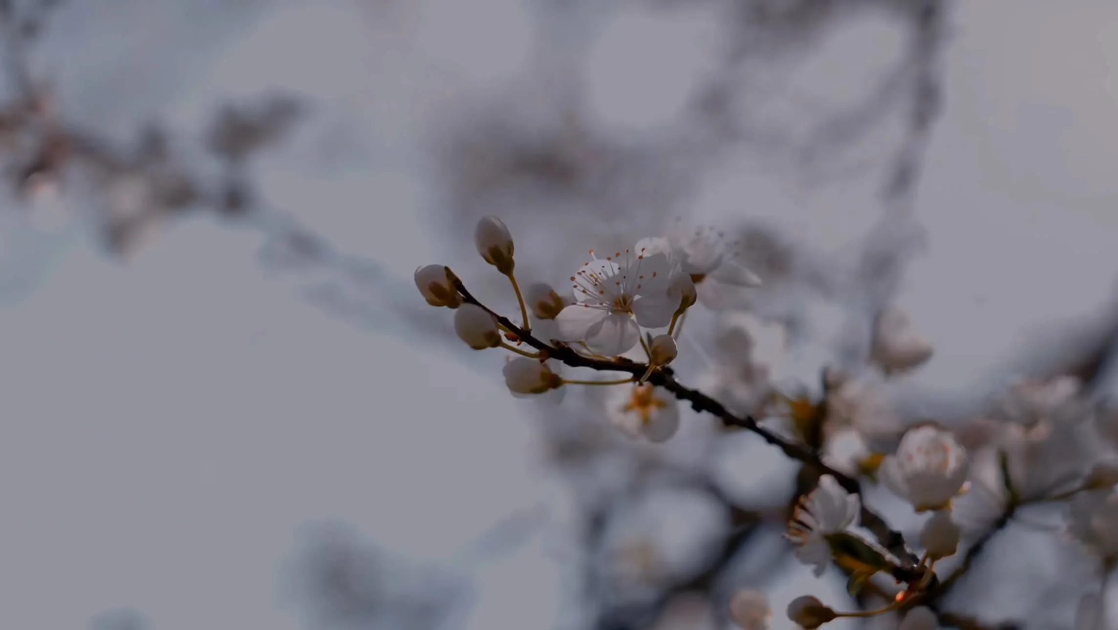 IMG_5362.jpeg