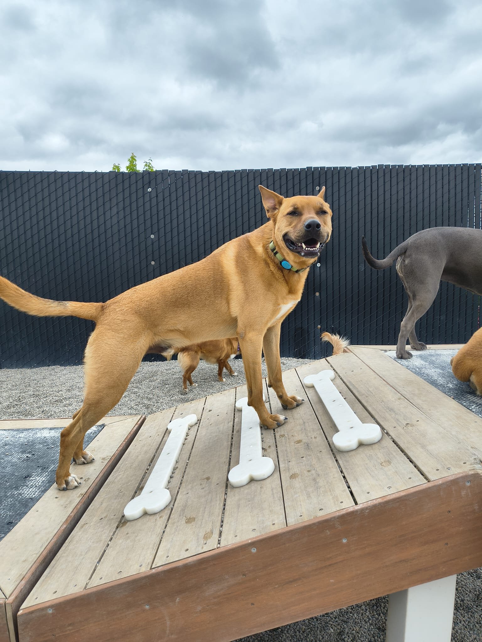 A happy brown dog standing on a wooden platform with three white dog bones on it, outdoor area with gravel ground and a black fence, cloudy sky in the background.